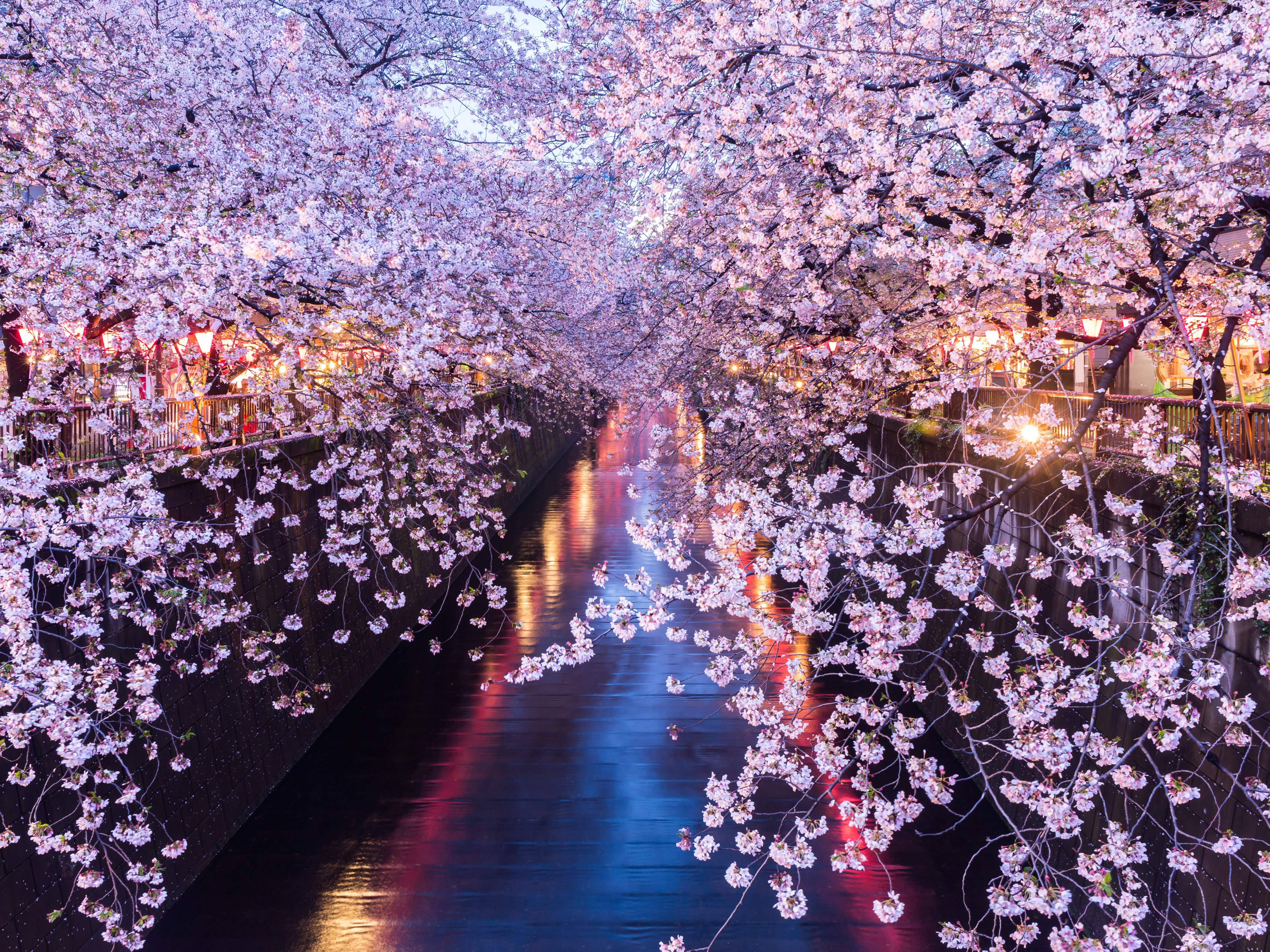 12 Days of Travel: Fly to Tokyo for $499 During Cherry Blossom ...