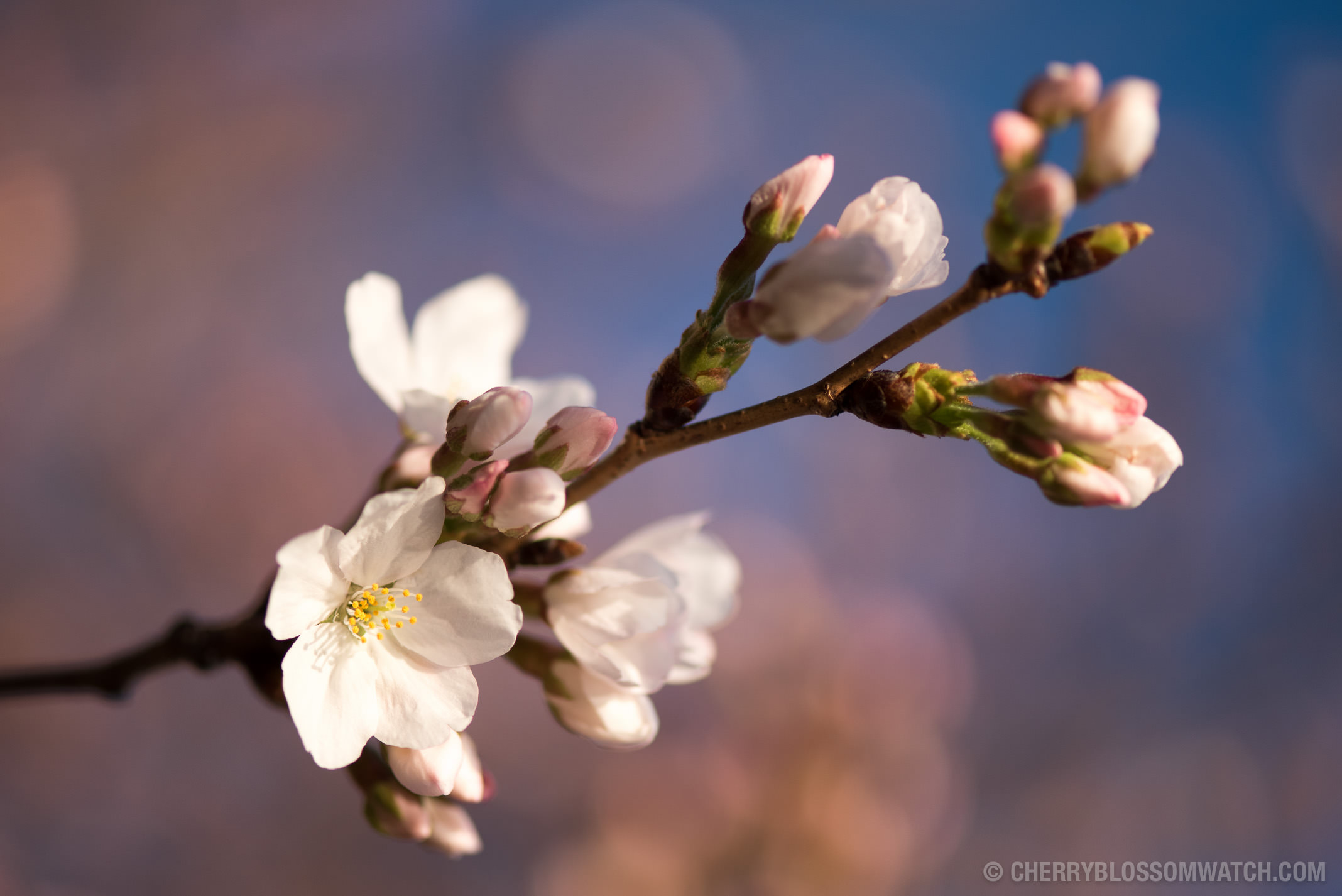 Washington DC Cherry Blossom Watch: March 18, 2016