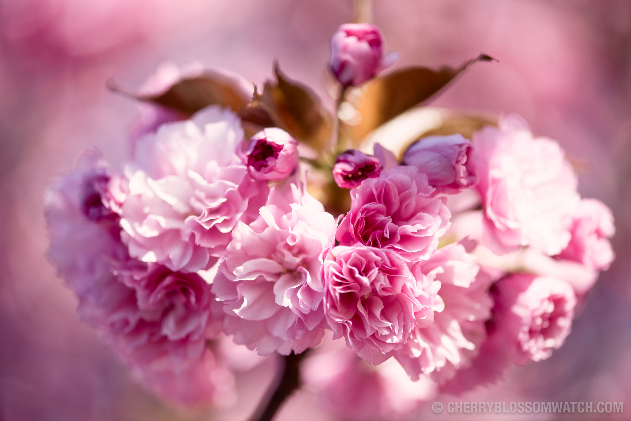 Washington DC Cherry Blossom Watch Updates | 2015