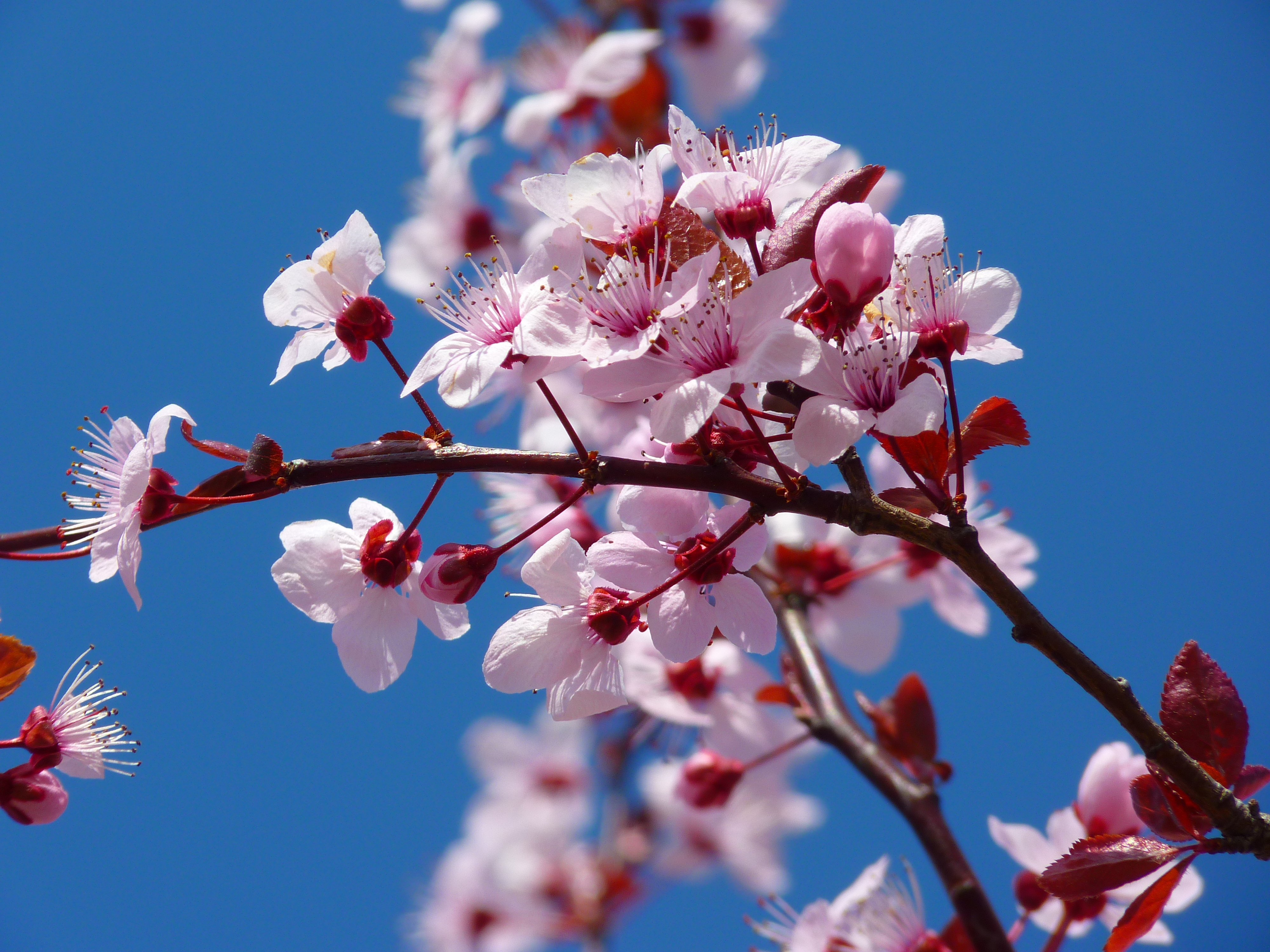 Cherry Blossom Festival - South Coast Botanic Garden Foundation