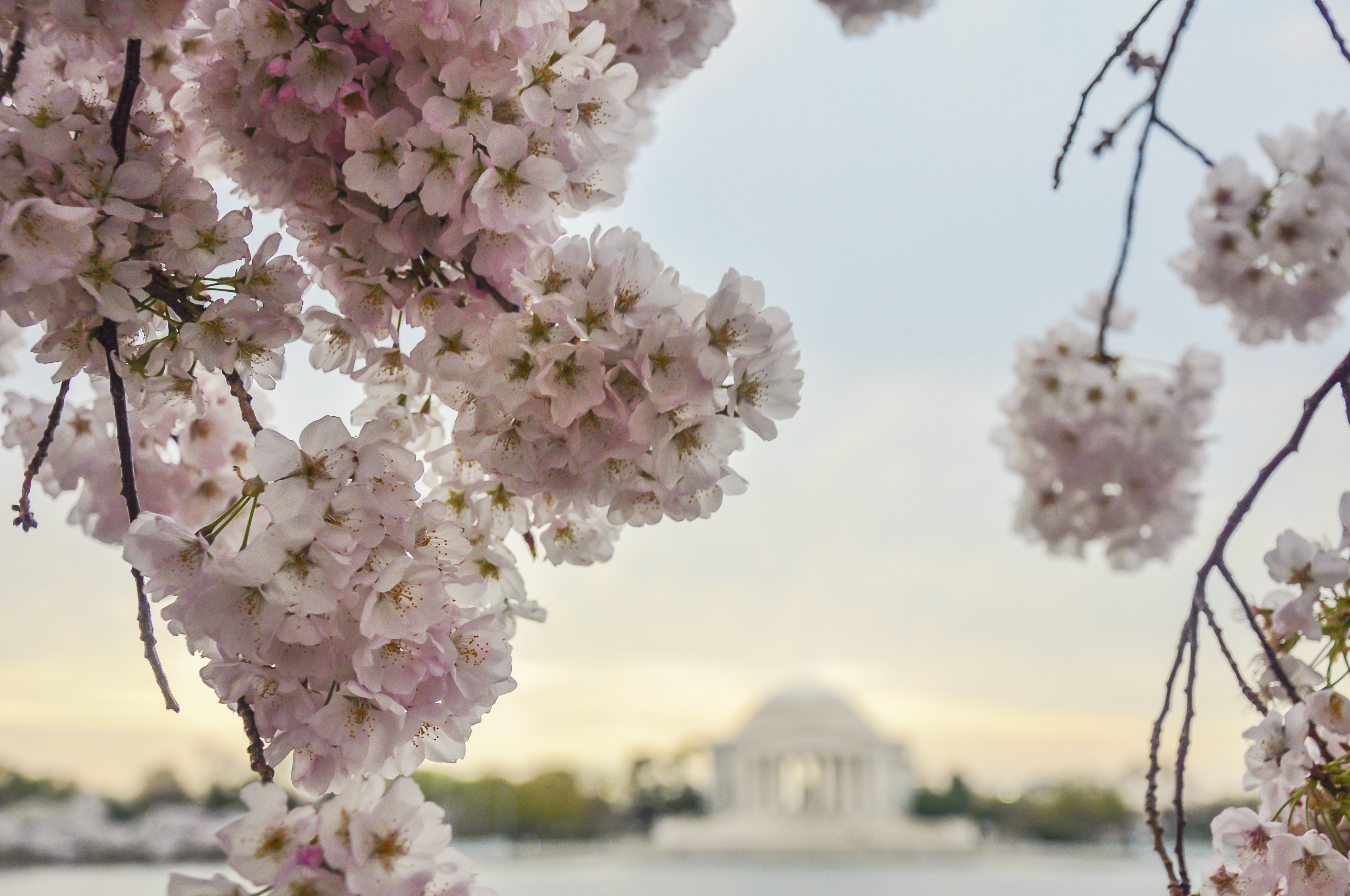 Cherry Blossom Tour | Where to See Cherry Blossoms in D.C.]