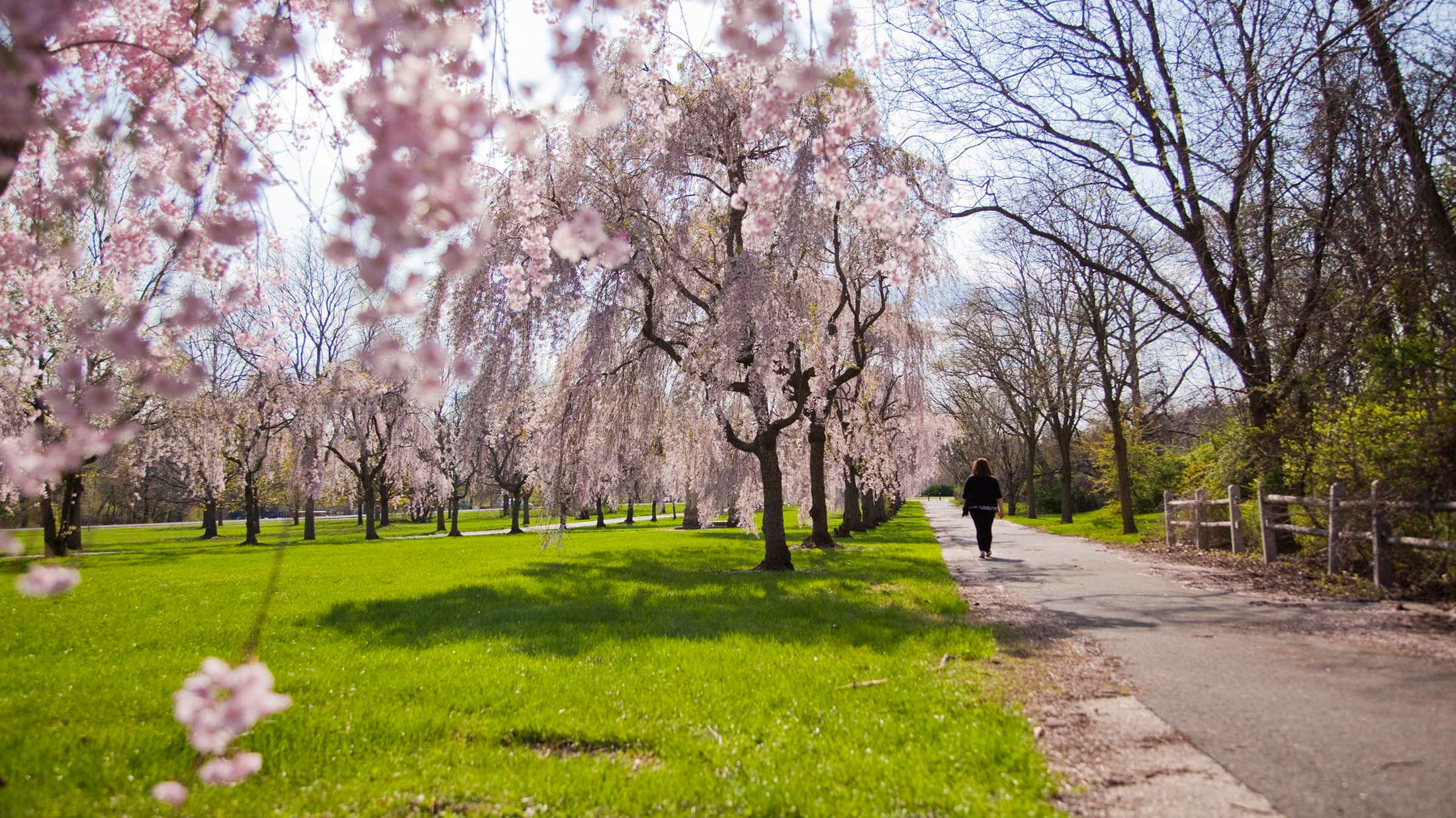 Top Places to View Cherry Blossoms at Peak Bloom in Philadelphia in ...