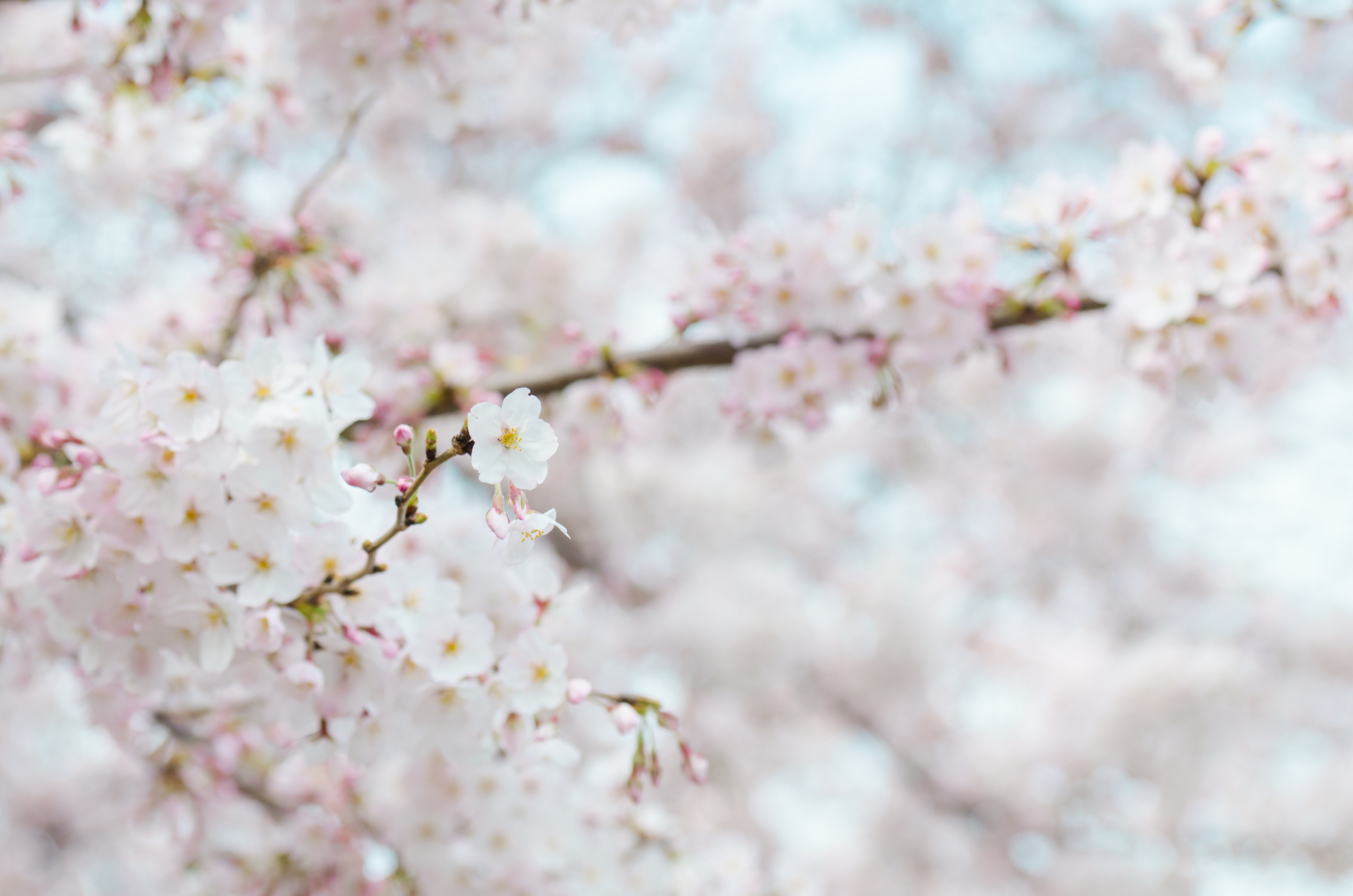 1000+ Interesting Cherry Blossom Photos · Pexels · Free Stock Photos
