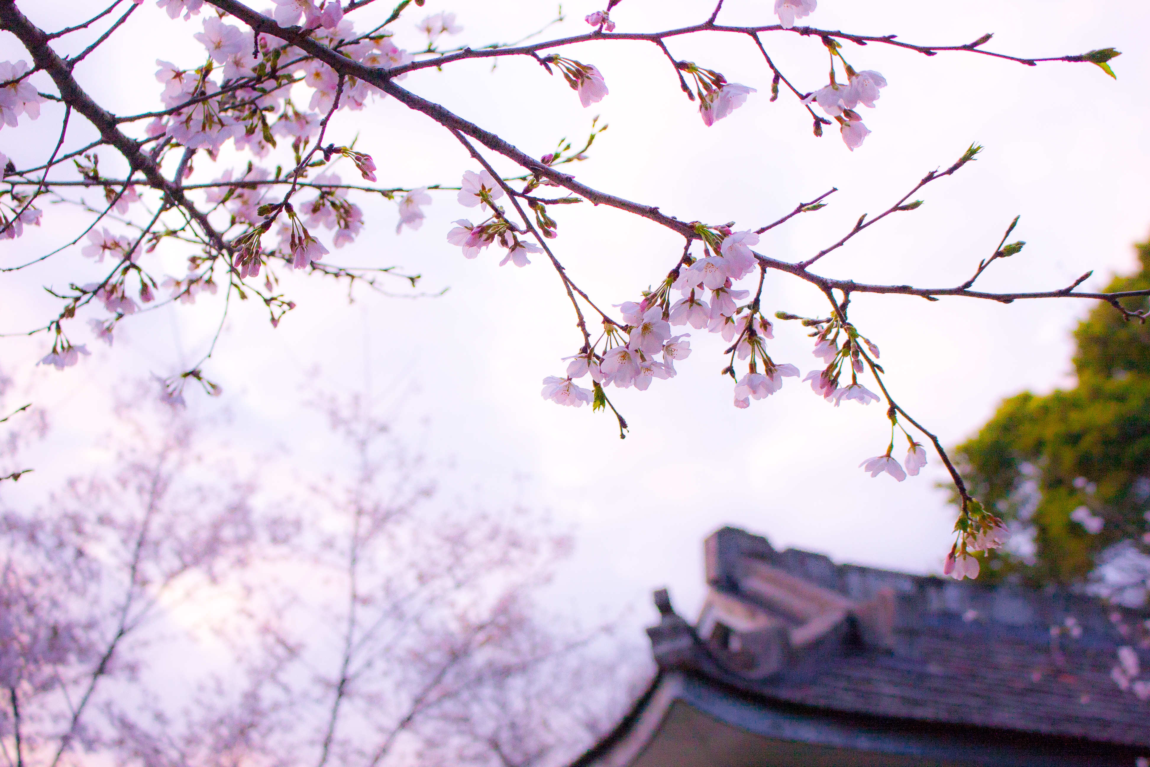 8 Beautiful Japanese Words For Cherry Blossom Season - Tandem