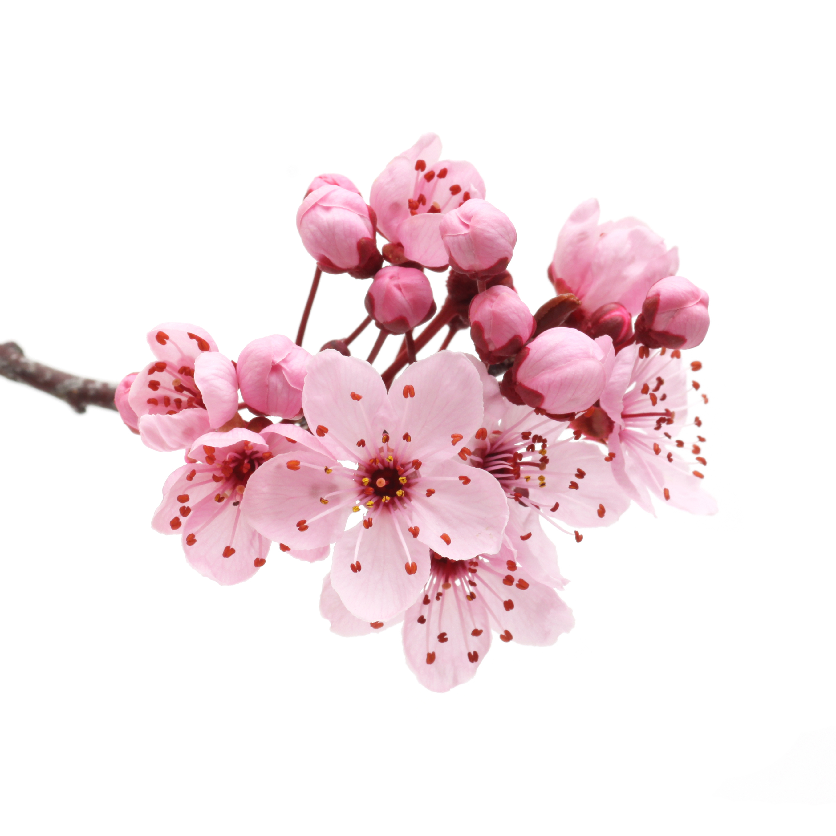 Japanese Cherry Blossom - BBW Type Fragrance Oil - Cierra Candles