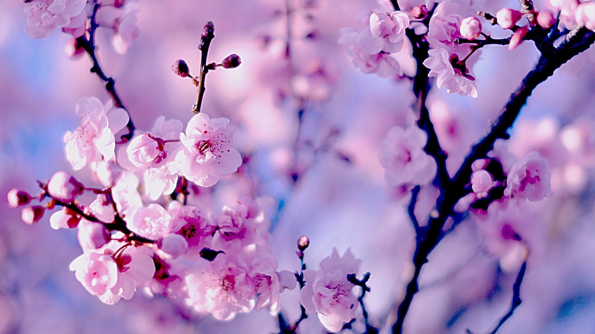 Cherry blossoms closeup3 photo