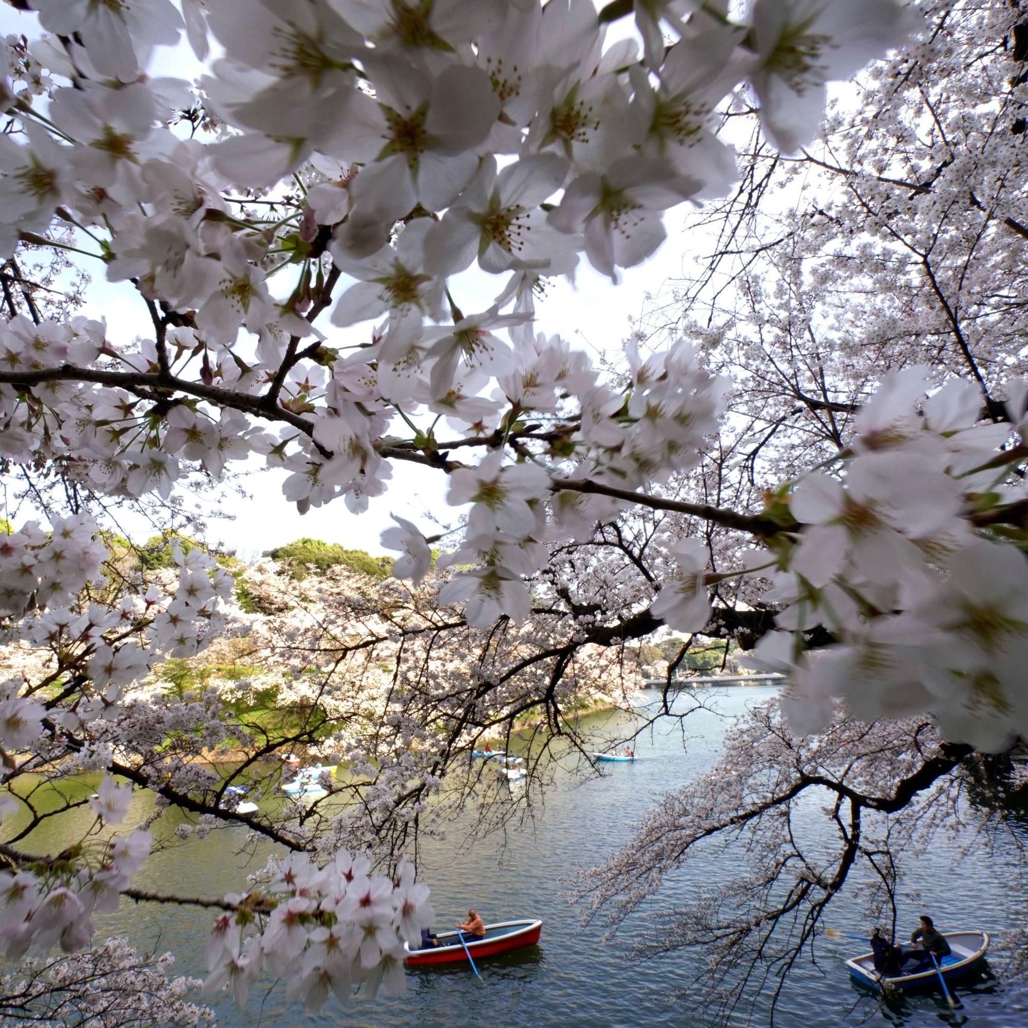 See Photos of Tokyo in Full Cherry Blossom Bloom - Vogue