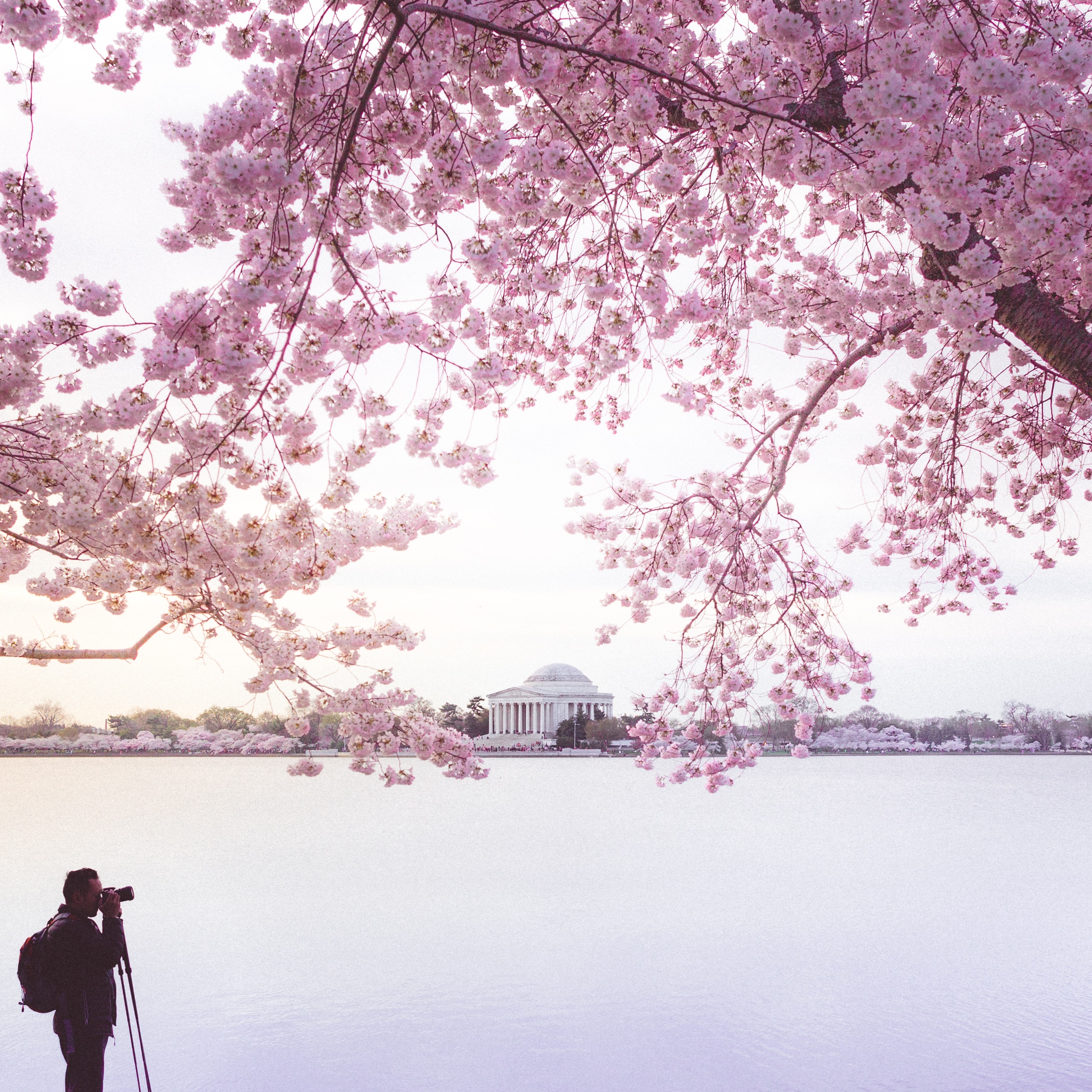 Guide to the Washington DC Cherry Blossoms [Updated 2018]