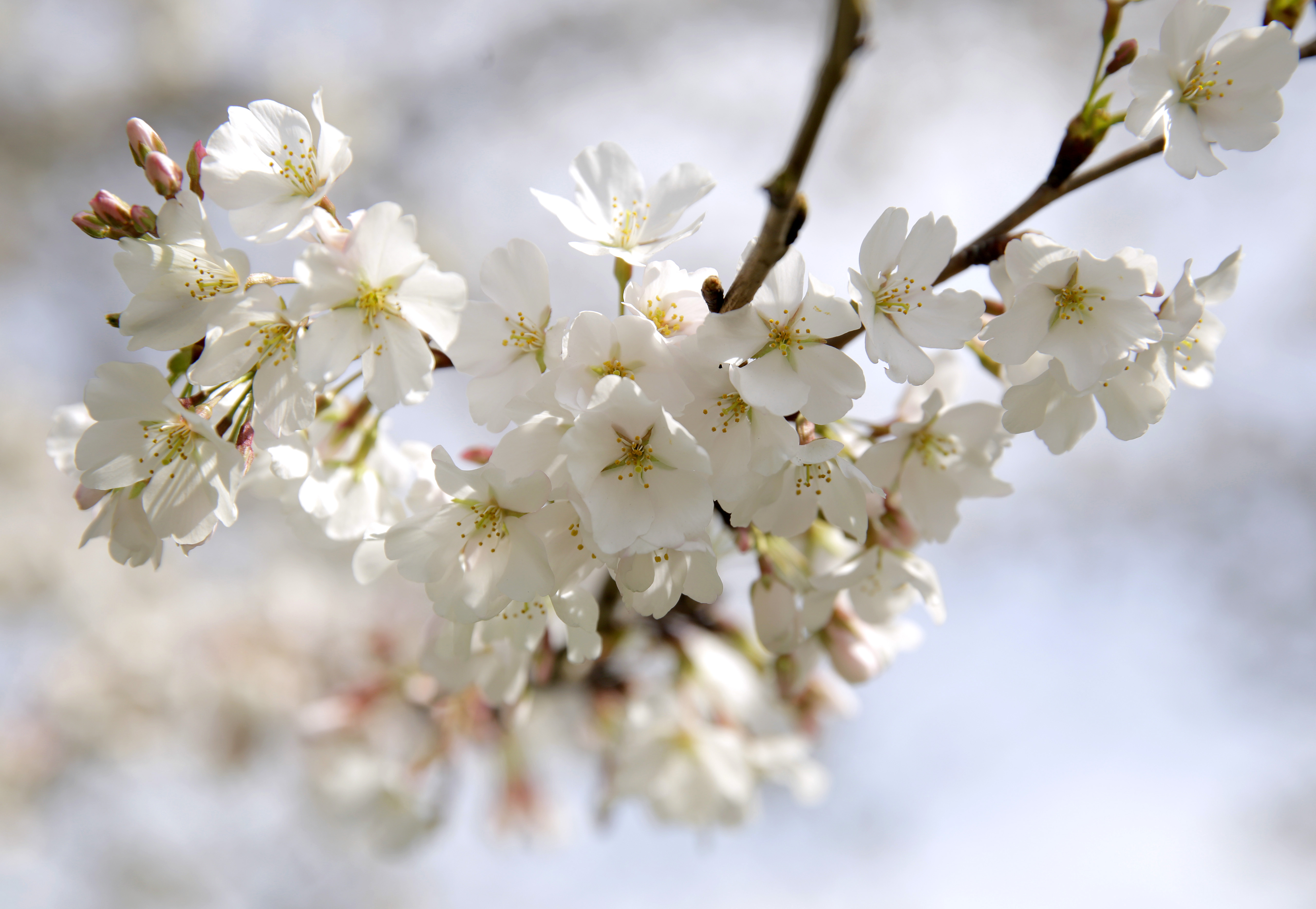 5 things you didn't know about the cherry blossoms | PBS NewsHour