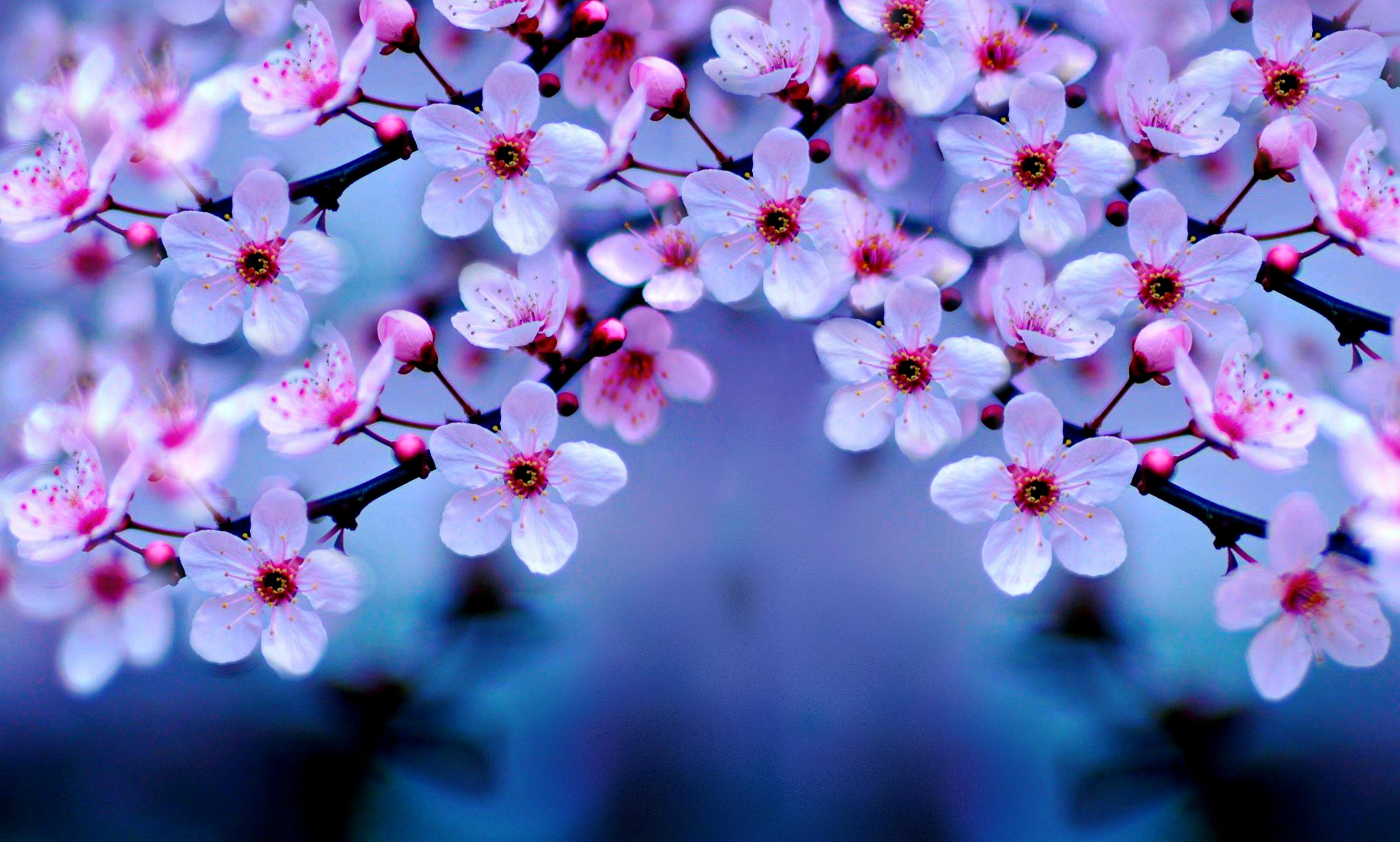 Cherry Blossom 4k, HD Flowers, 4k Wallpapers, Images, Backgrounds ...