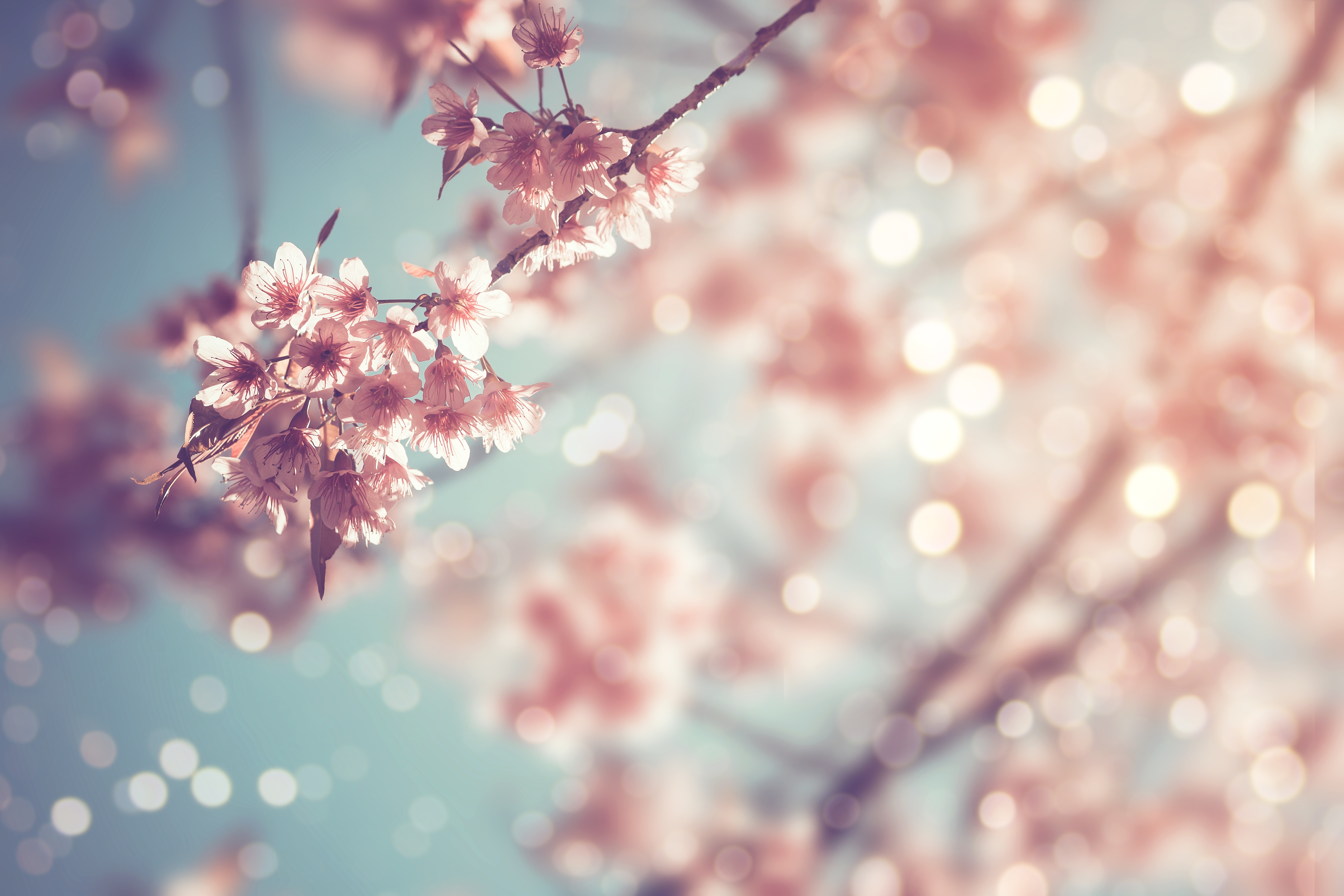 Travel Inspo: Life Lessons From The Cherry Blossoms of Japan