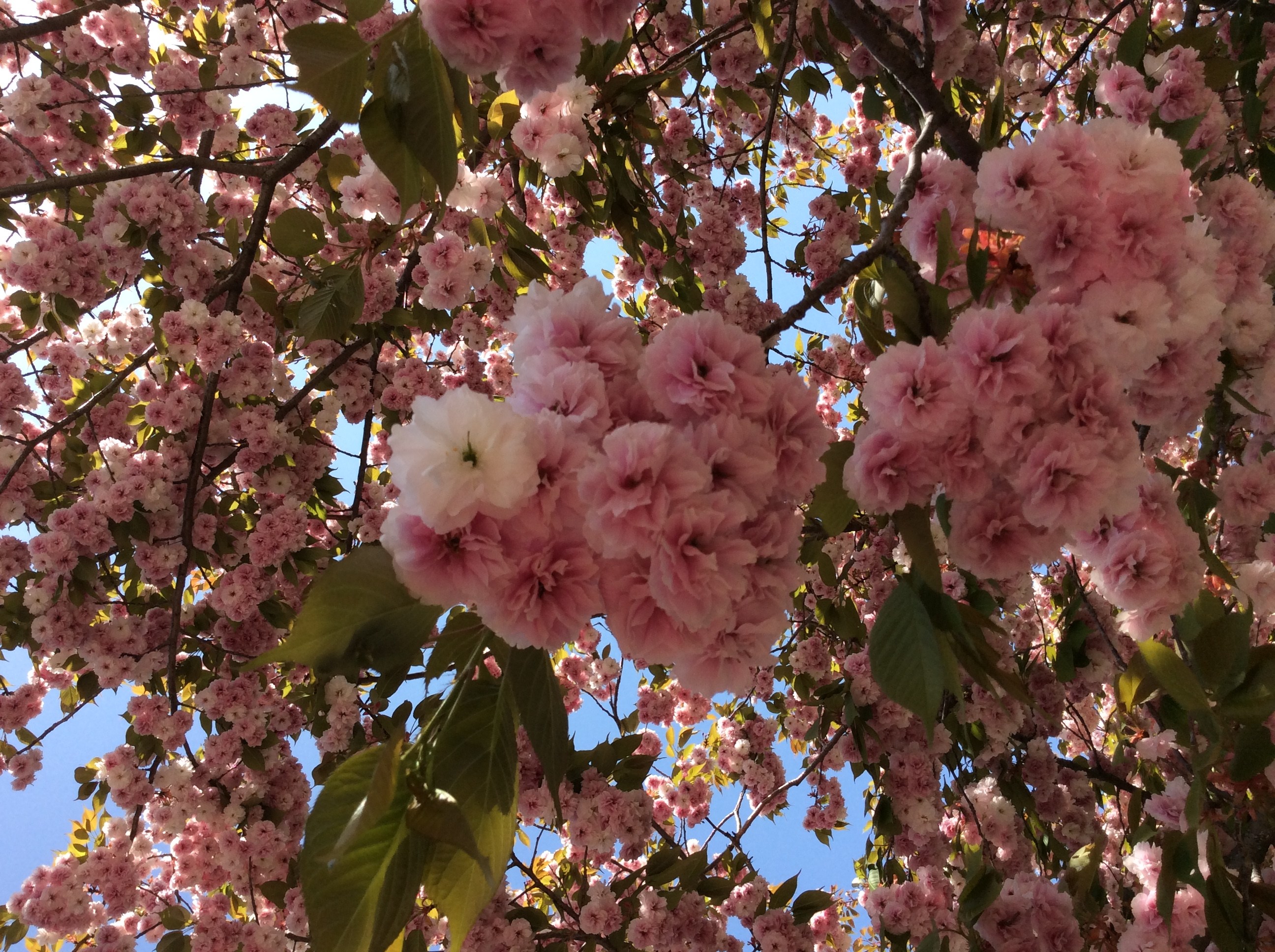 Inariyama Park Cherry Blossom Festival | SAYAMA • Saitama with Kids
