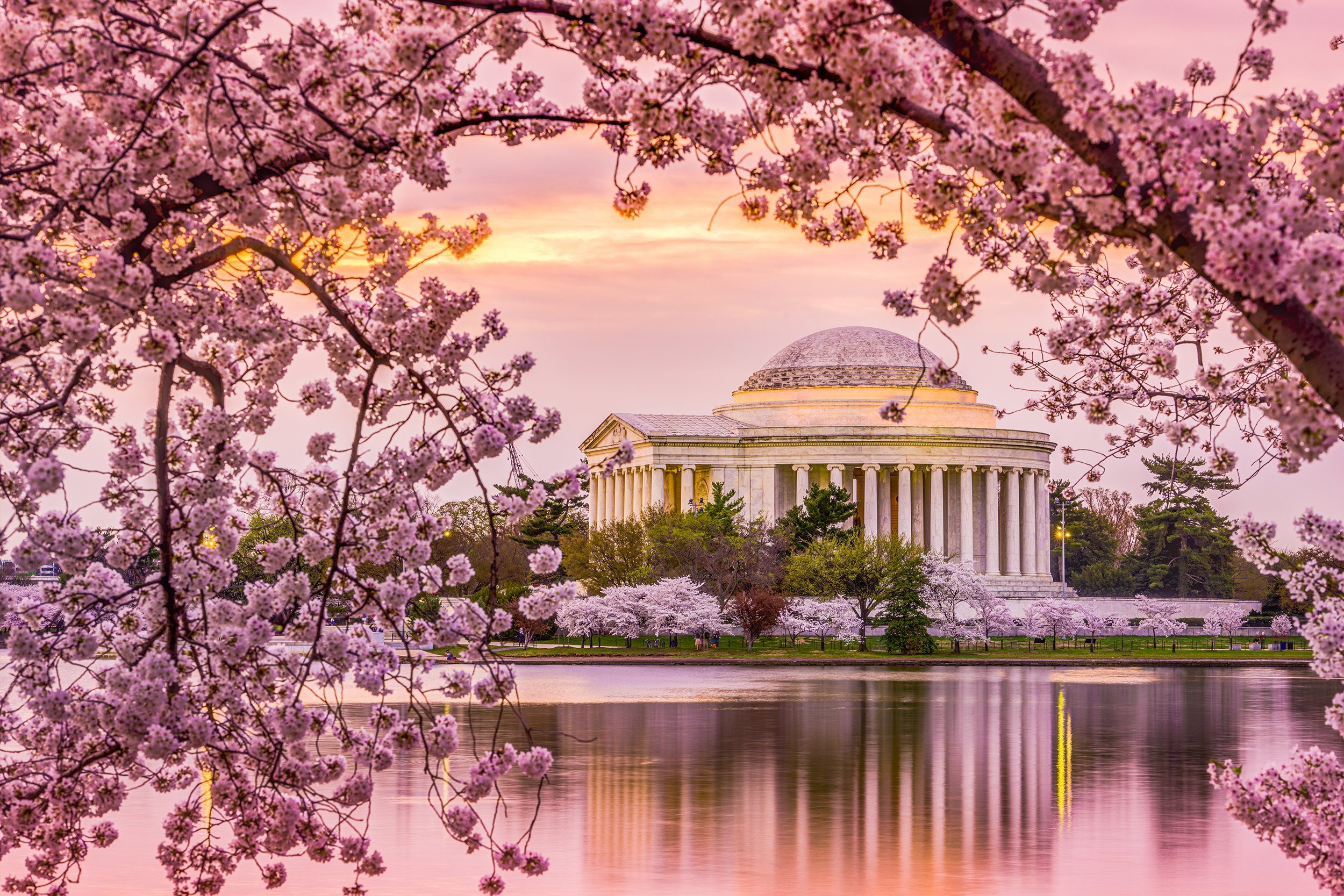 Washington DC Cherry Blossoms | Visit Montgomery