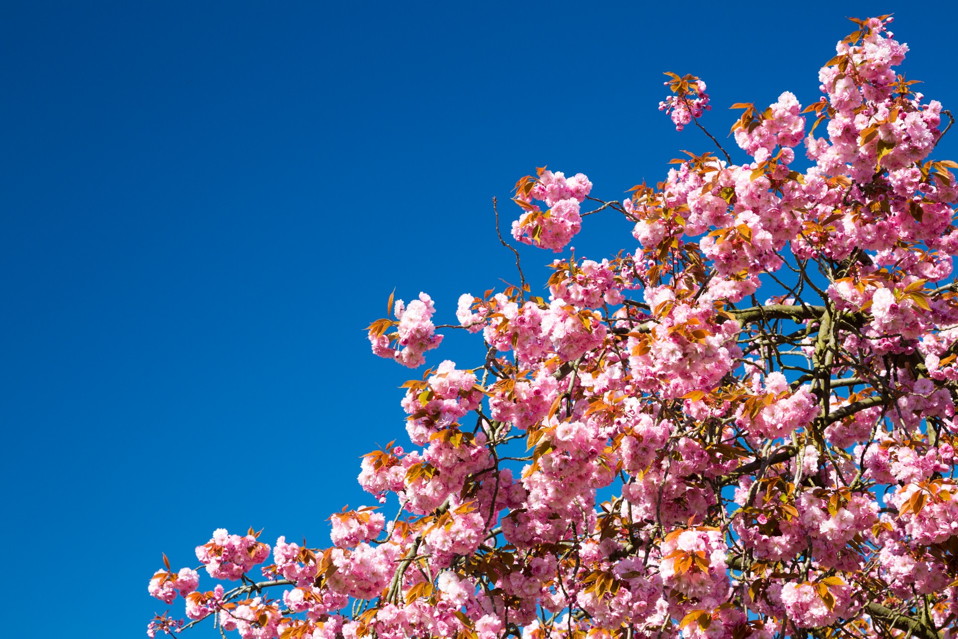 Cherry Blossom And Blue Sky Free Stock Photo - Public Domain Pictures