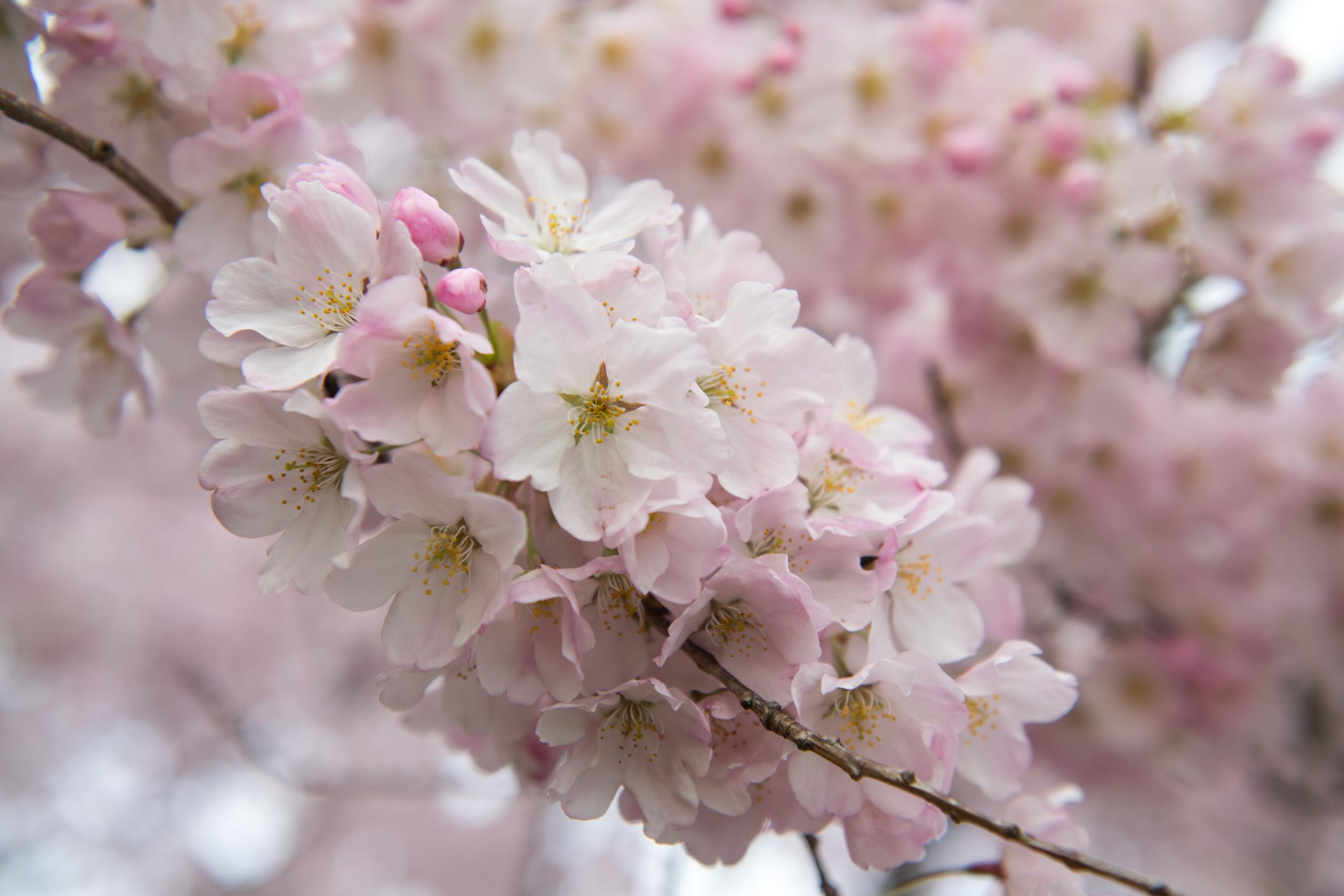 Cherry blossoms reach their peak in Washington, D.C. | CNN Travel