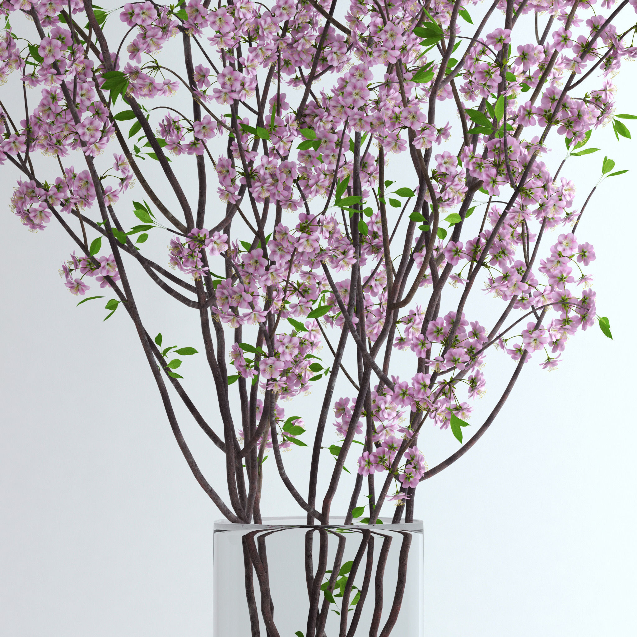 Cherry Blossom 3D model branch | CGTrader
