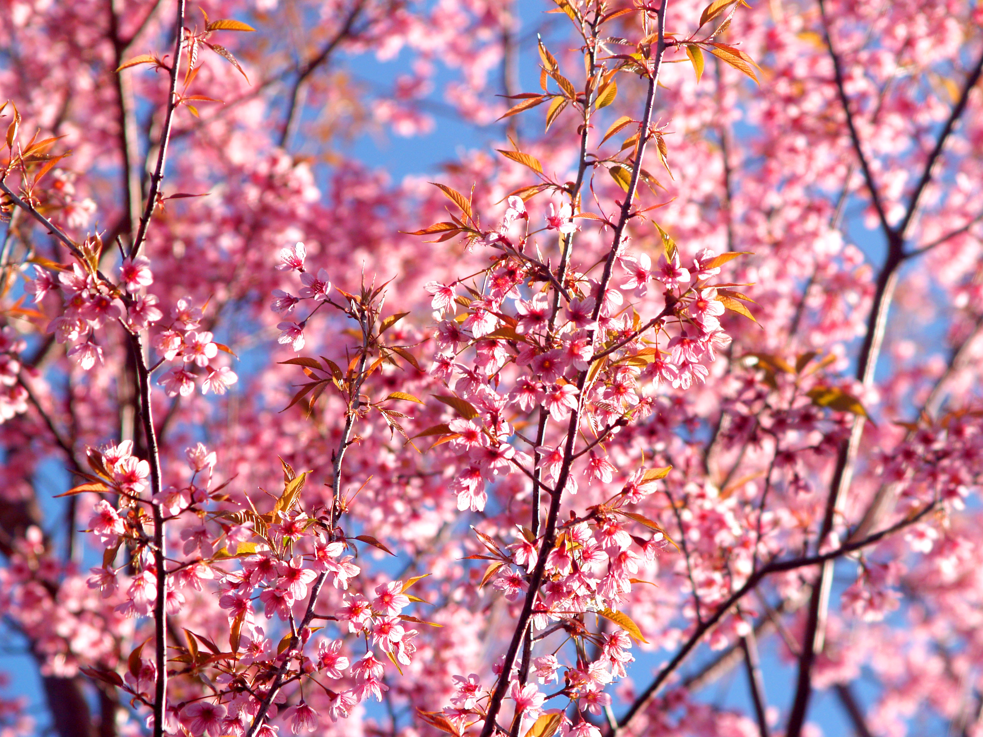 8 Beautiful Japanese Words For Cherry Blossom Season - Tandem