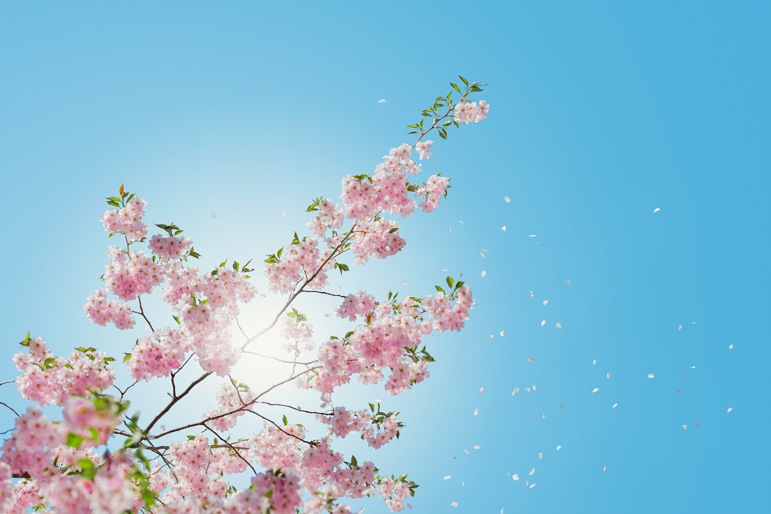 cherry-blossoms-hero-by-anders-jilden-89745-unsplash - What Should ...