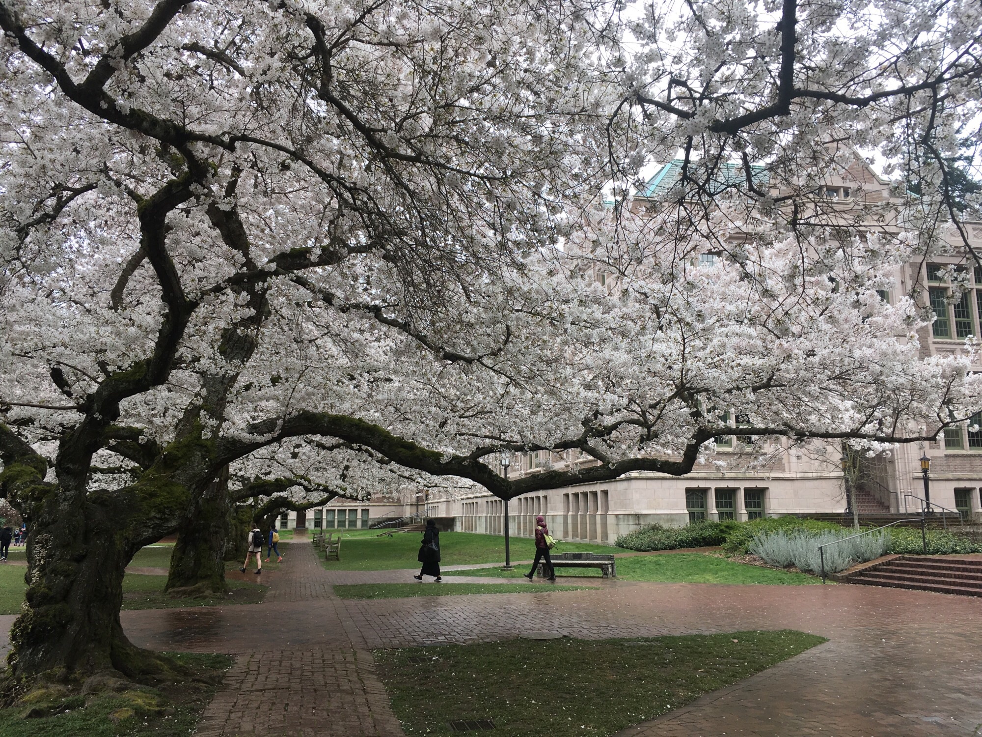 Despite snow in Seattle, cherry blossoms on track for typical season ...