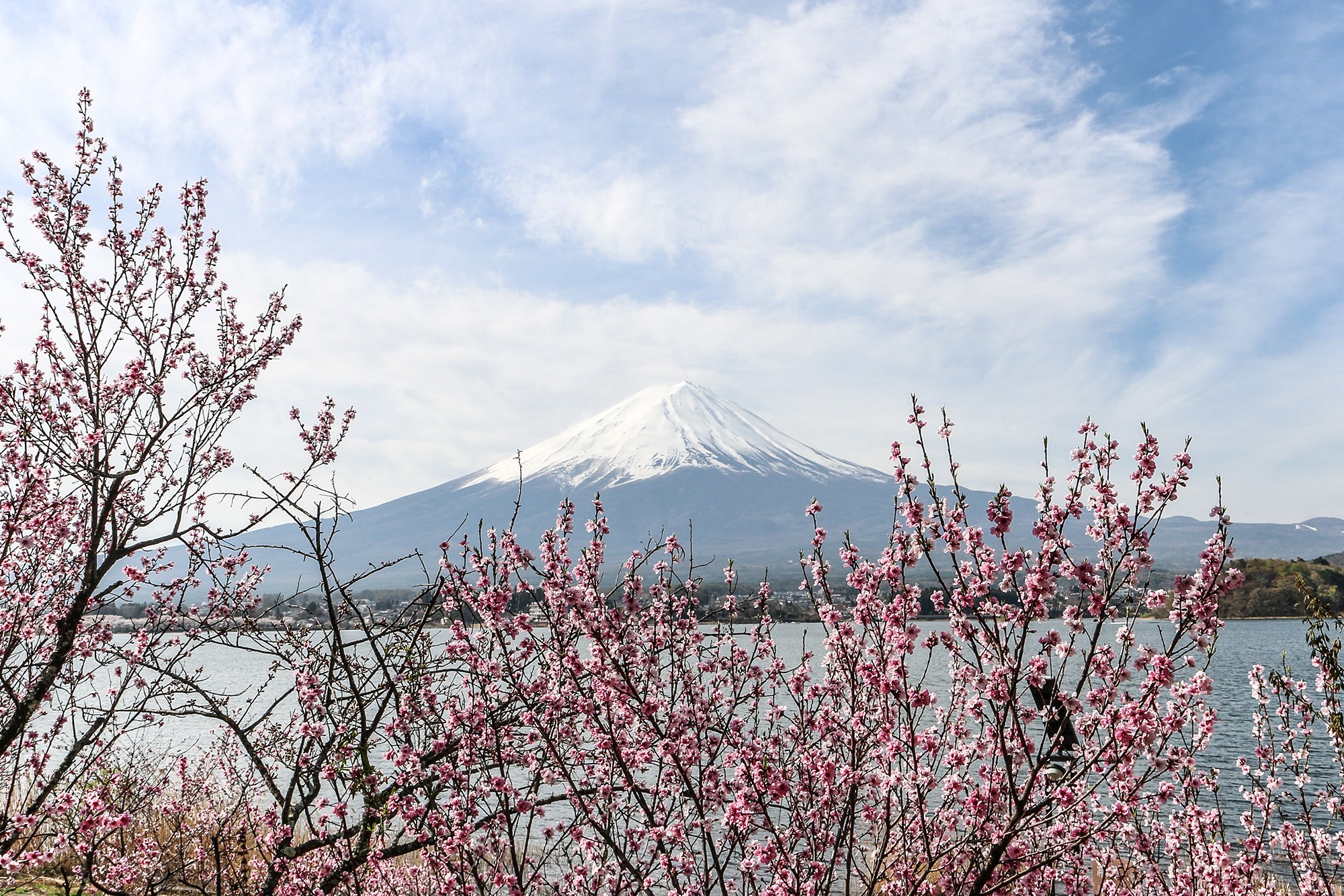 Cherry Blossoms and Beyond: Where to Go on a Nature Meditation in ...