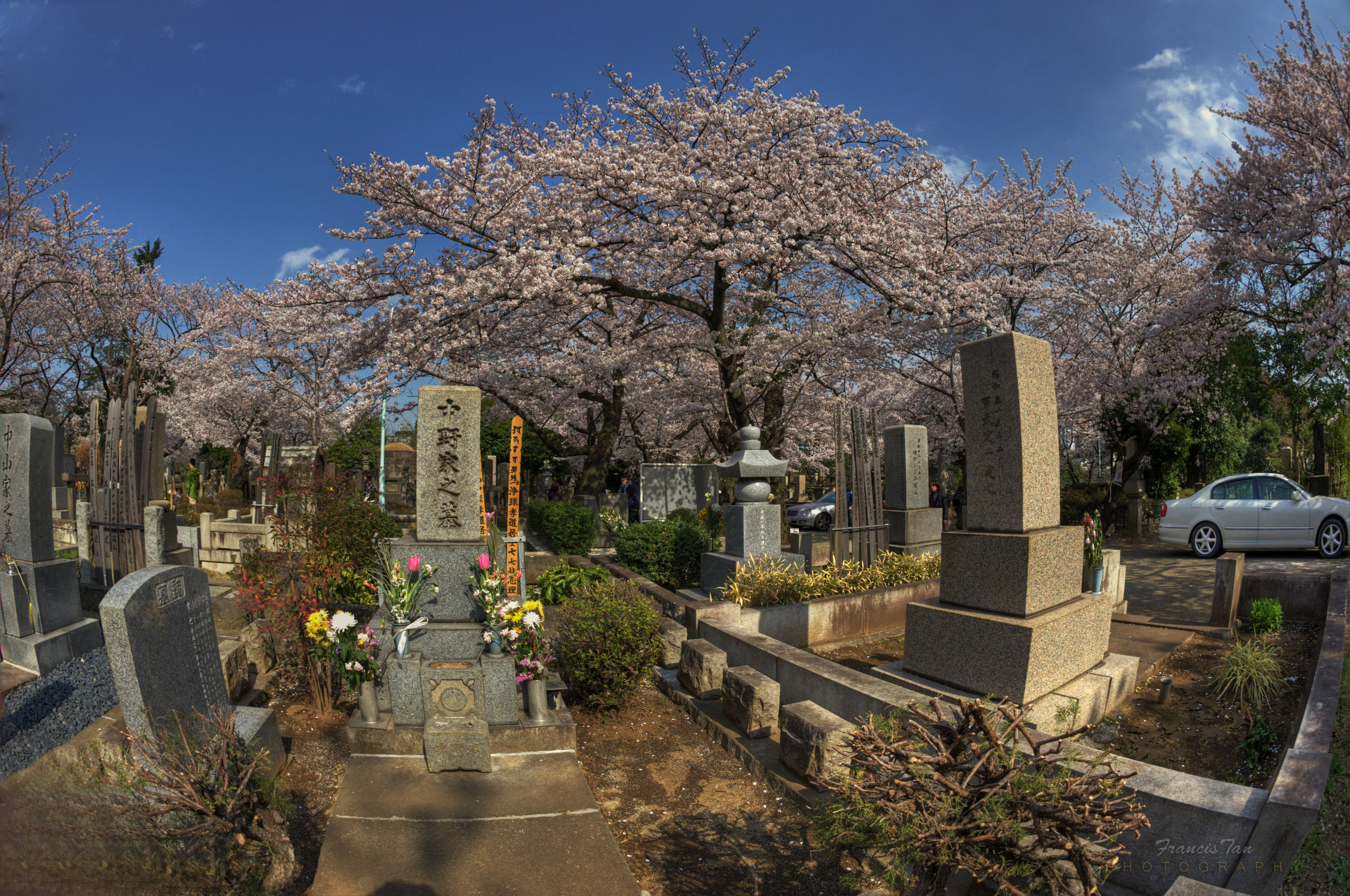 Wallpaper : Japan, landscape, flowers, garden, HDR, cherry blossom ...