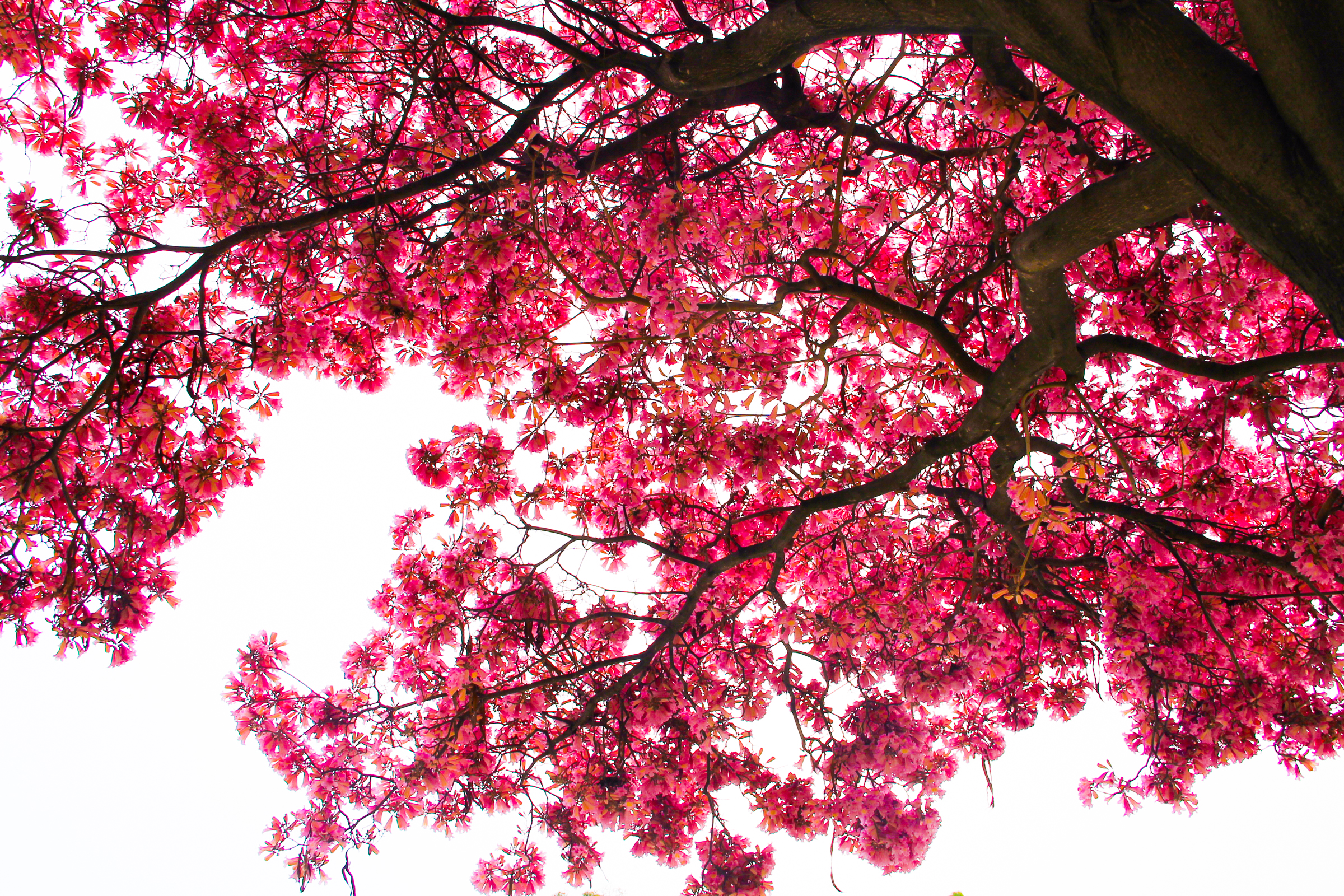 Free Stock Photo of Looking Up At Cherry Blossom Tree & Branches
