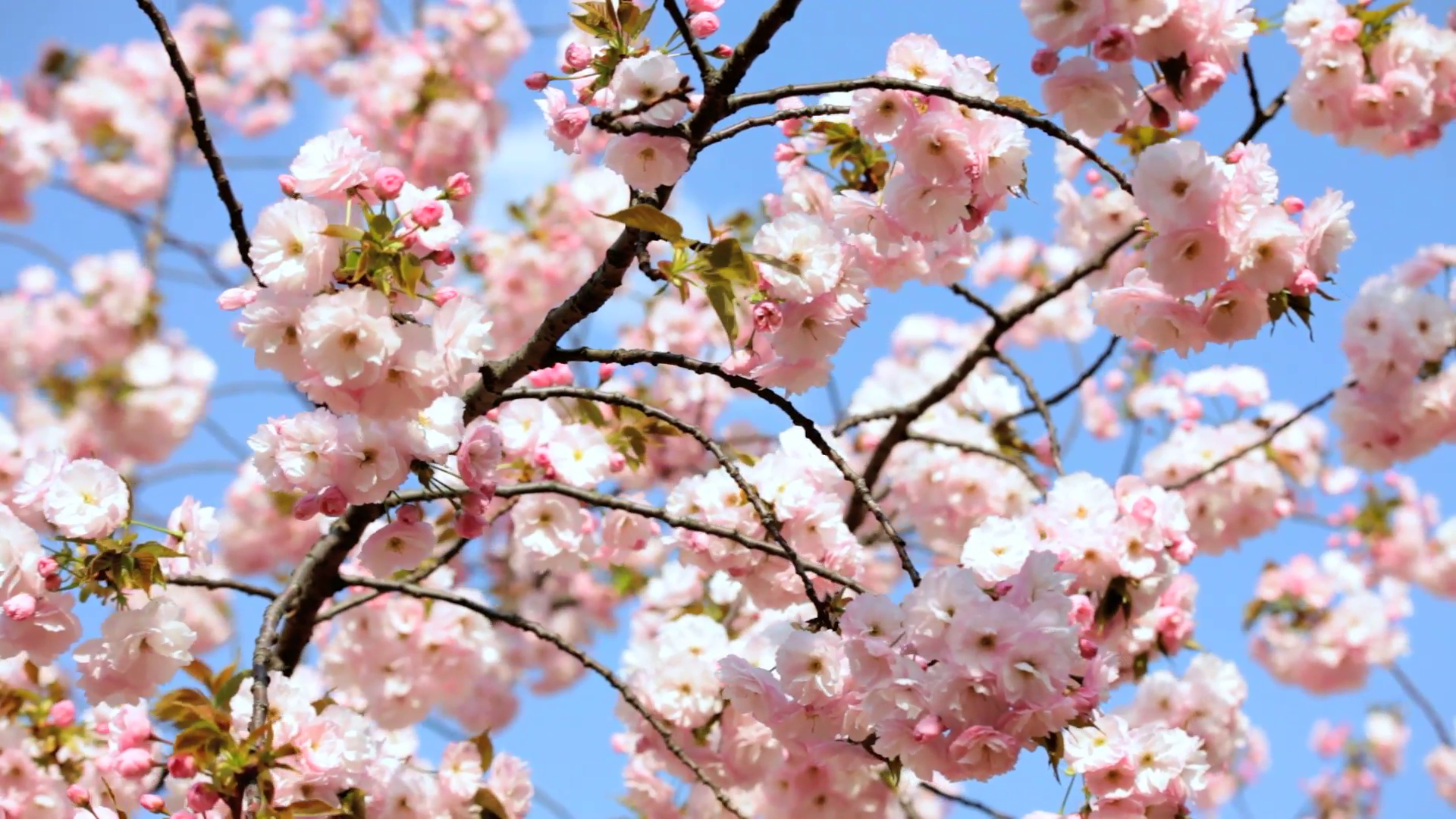 Pink Japanese Cherry Blossom Sakura Tree Shinjuku Gyoen National ...