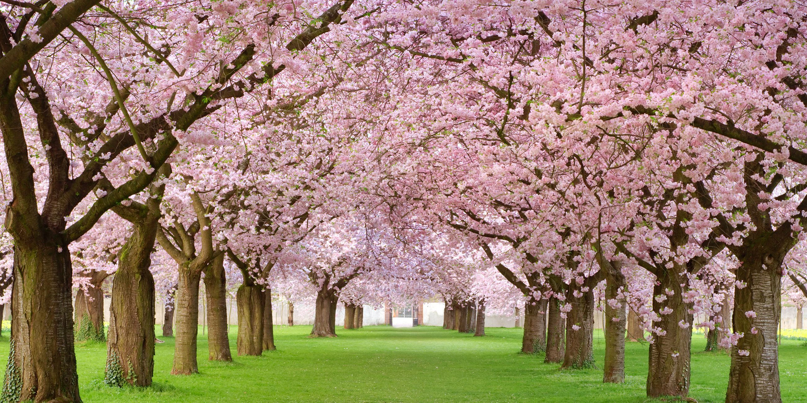 20 Cherry Blossom Tree Facts - Things You Didn't Know About Cherry ...