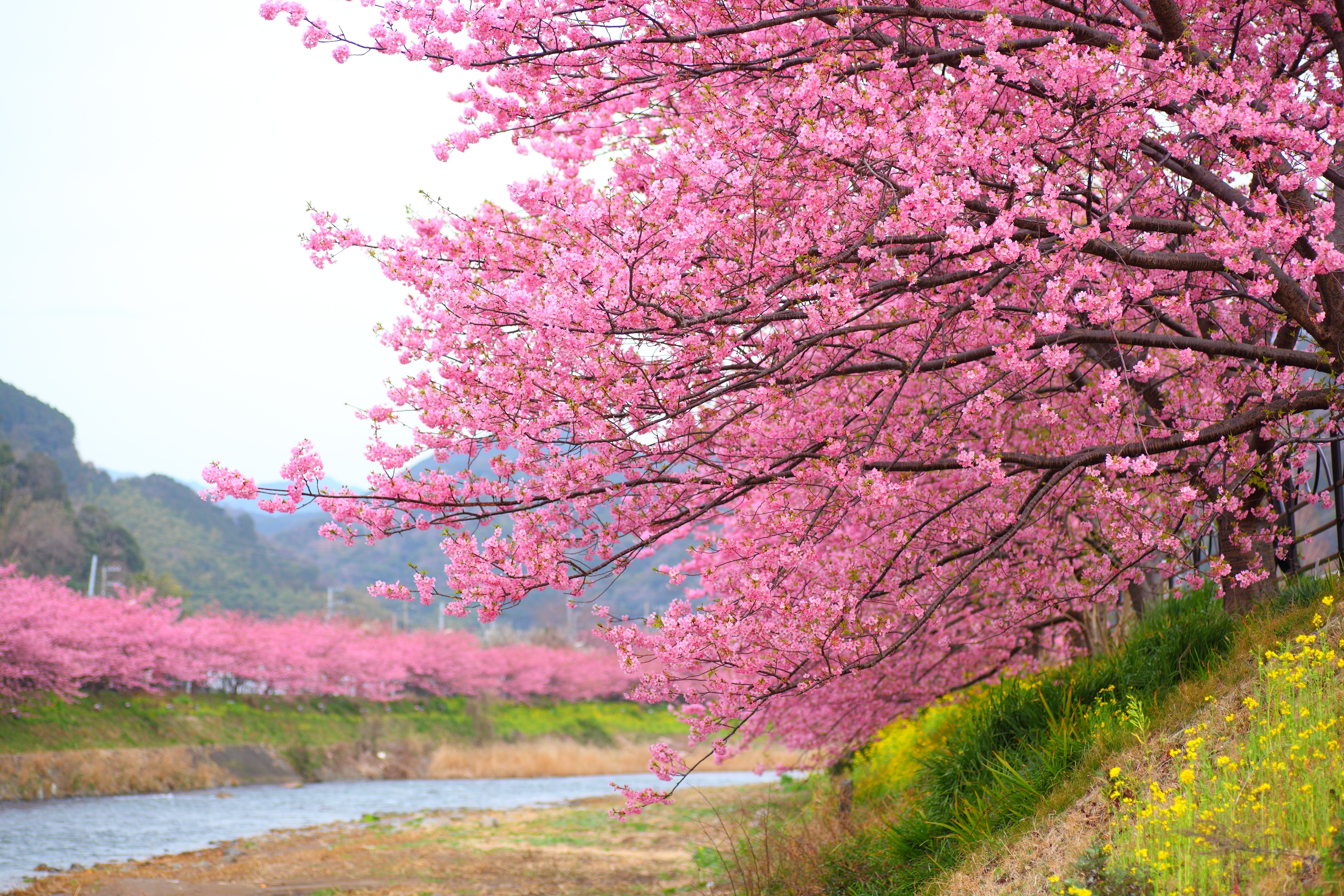Cherry Blossom Season in Kawazu, Japan Has Arrived—Take a Look ...