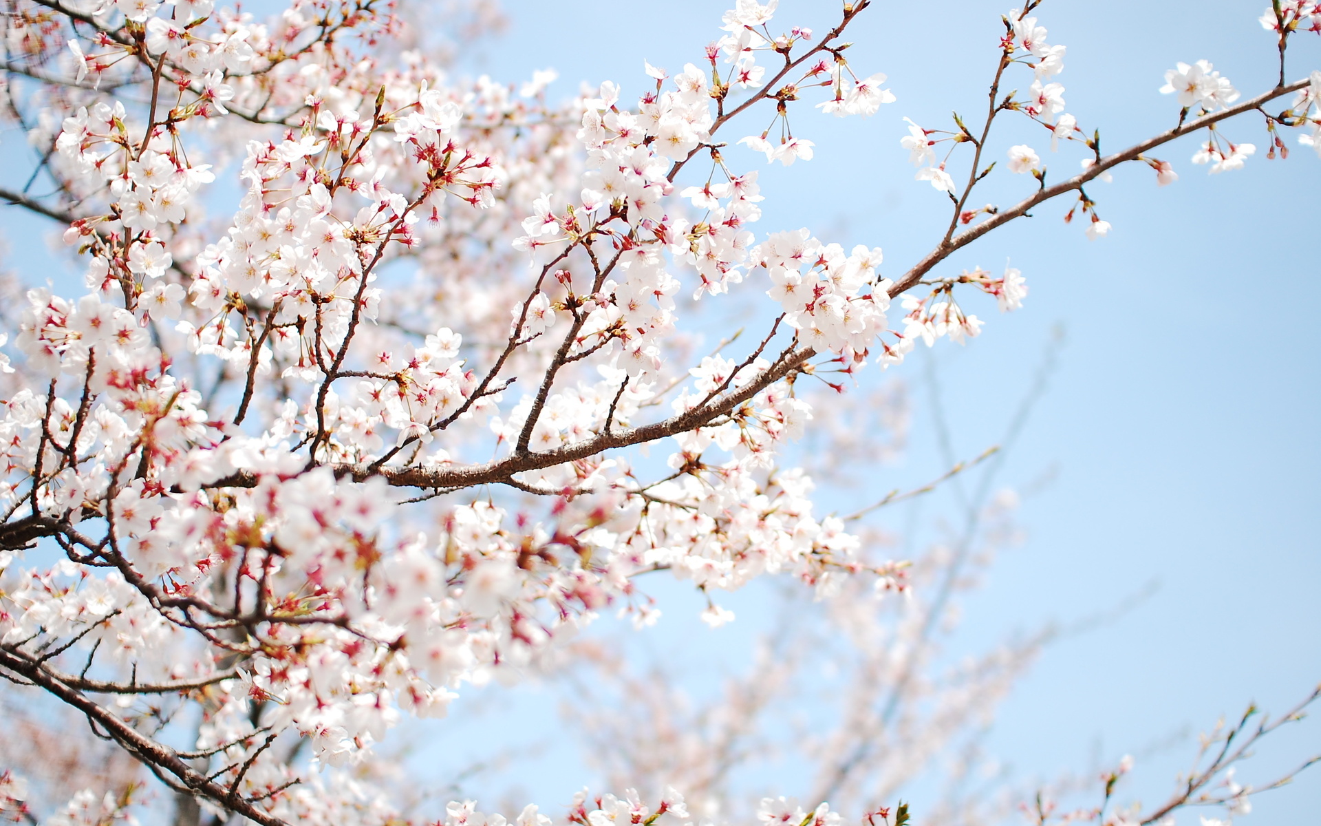 Cherry Blossom Tree Branch HD Wallpaper, Background Images