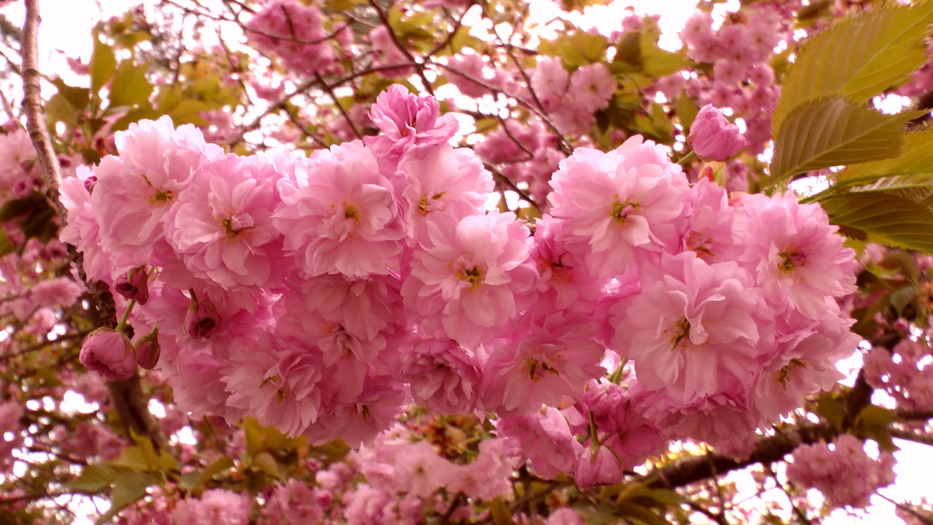 Cherry Blossom Tree Free Stock Photo - Public Domain Pictures