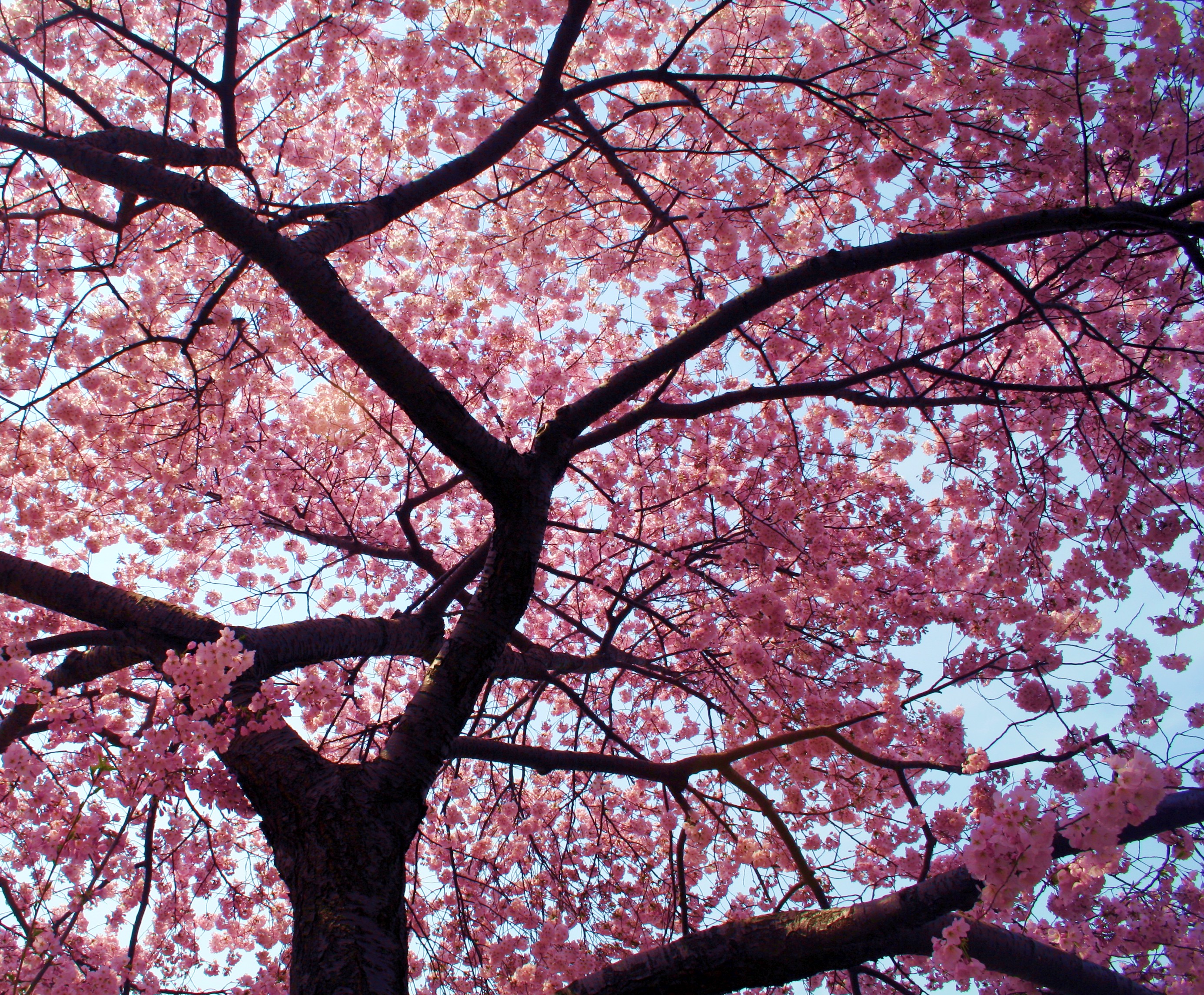 Kassie Pratt: Cherry Blossom Tree High Quality Wallpaper #670192