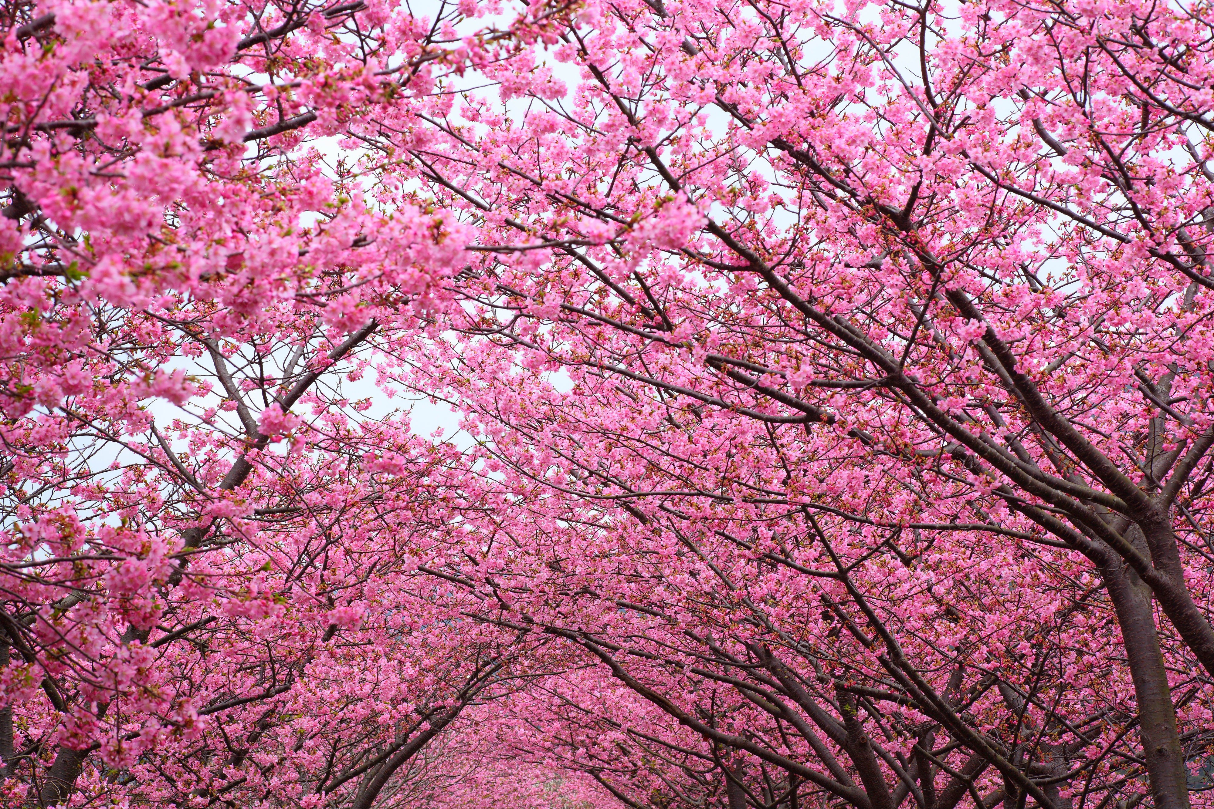 Cherry blossom wallpapers » Collections of HDQ (up to 4k) wallpapers ...