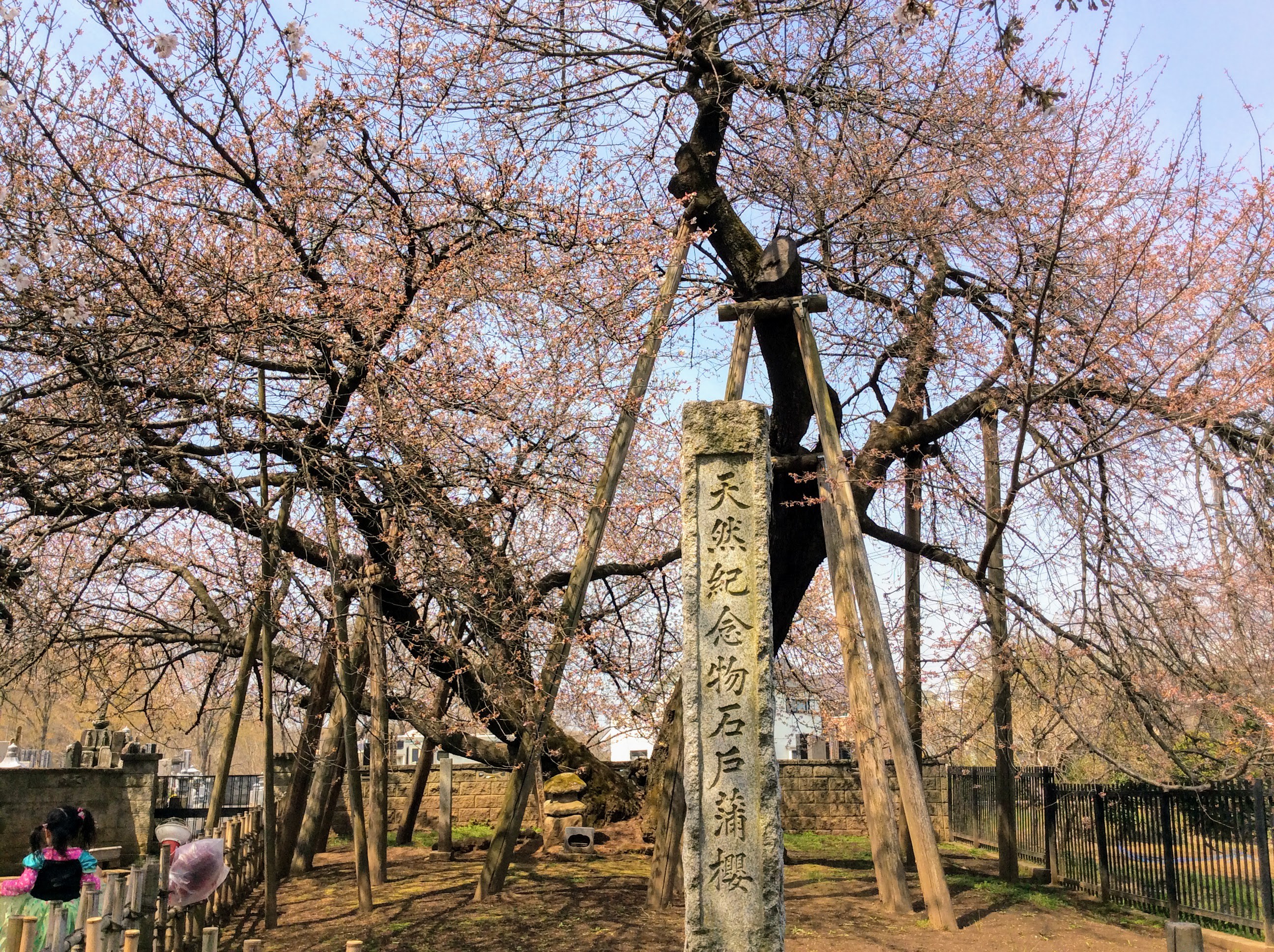 Cherry Blossom festival at famous Saitama sakura tree | KITAMOTO ...