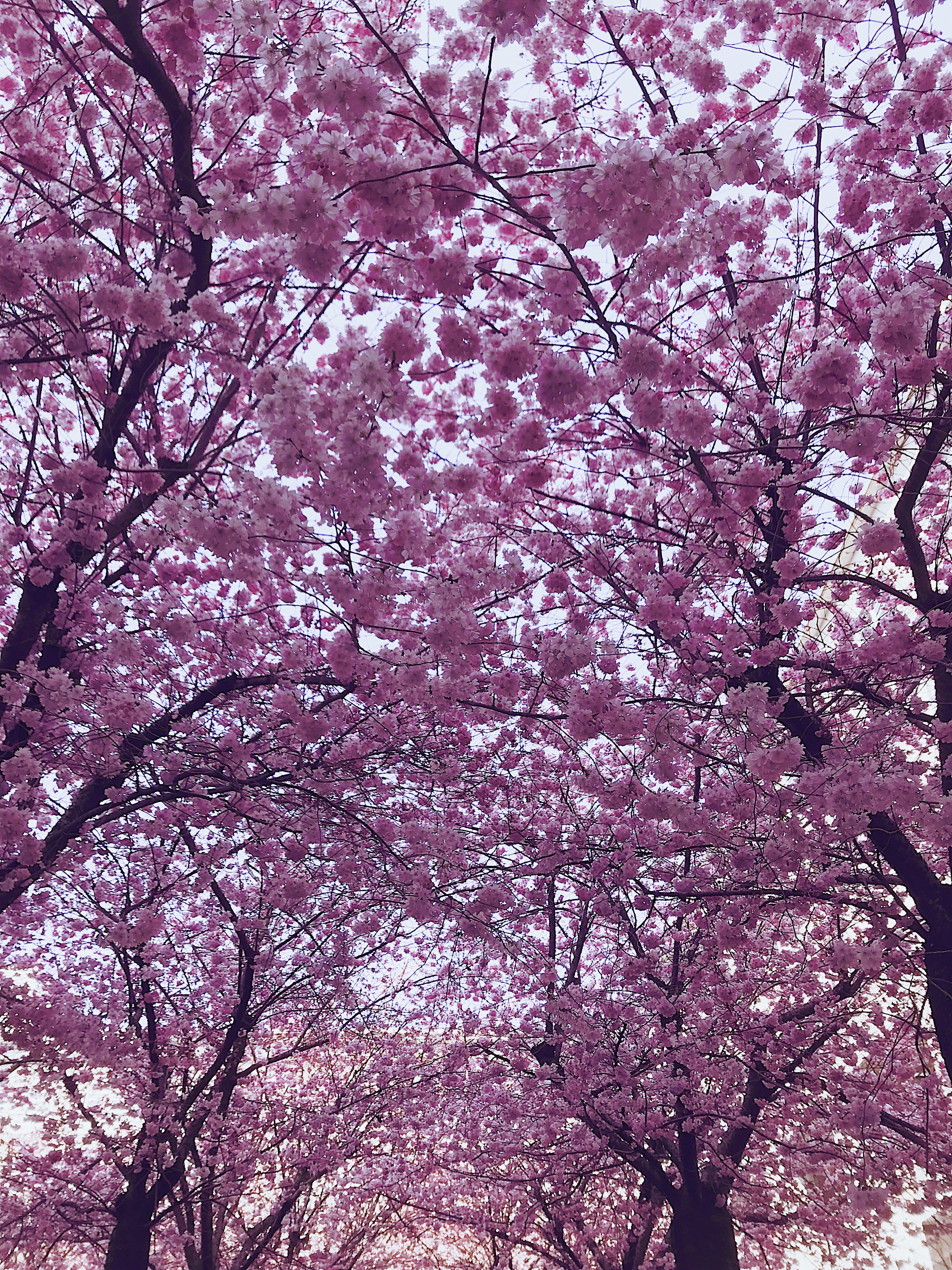 Cherry Blossom Trees · Free Stock Photo