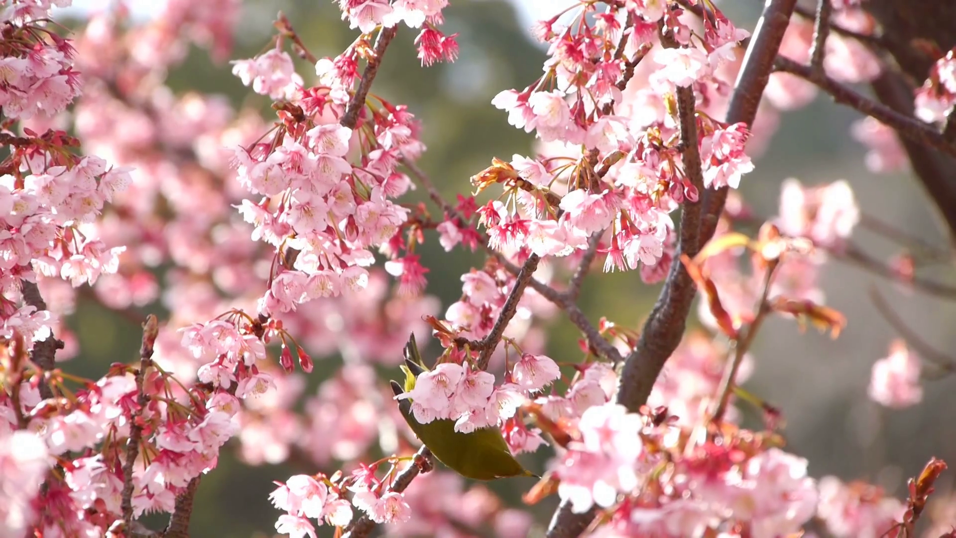 Nightingale Bird on Pink Cherry Blossom Tree in Japanese Garden -Ver ...