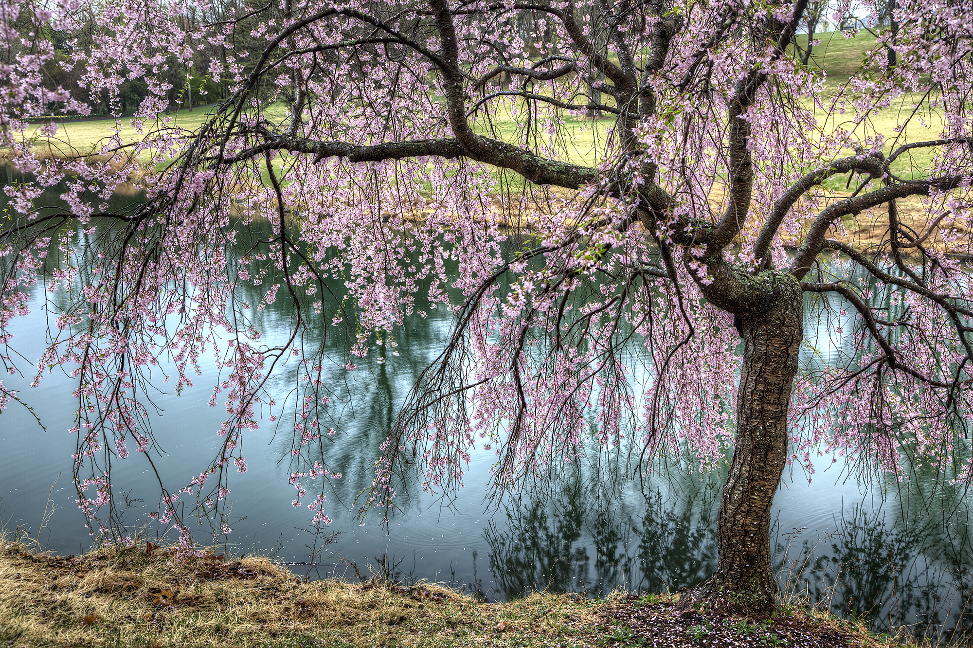 Weeping Cherry Blossom Tree