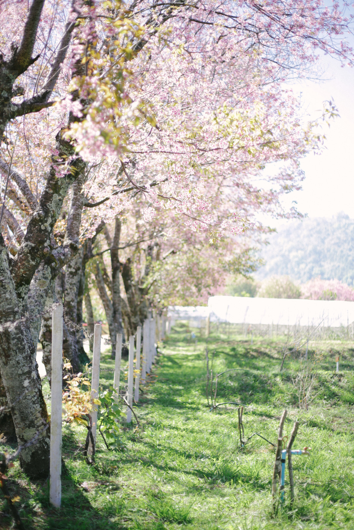 Photos - Rows of cherry blossom trees - YouWorkForThem