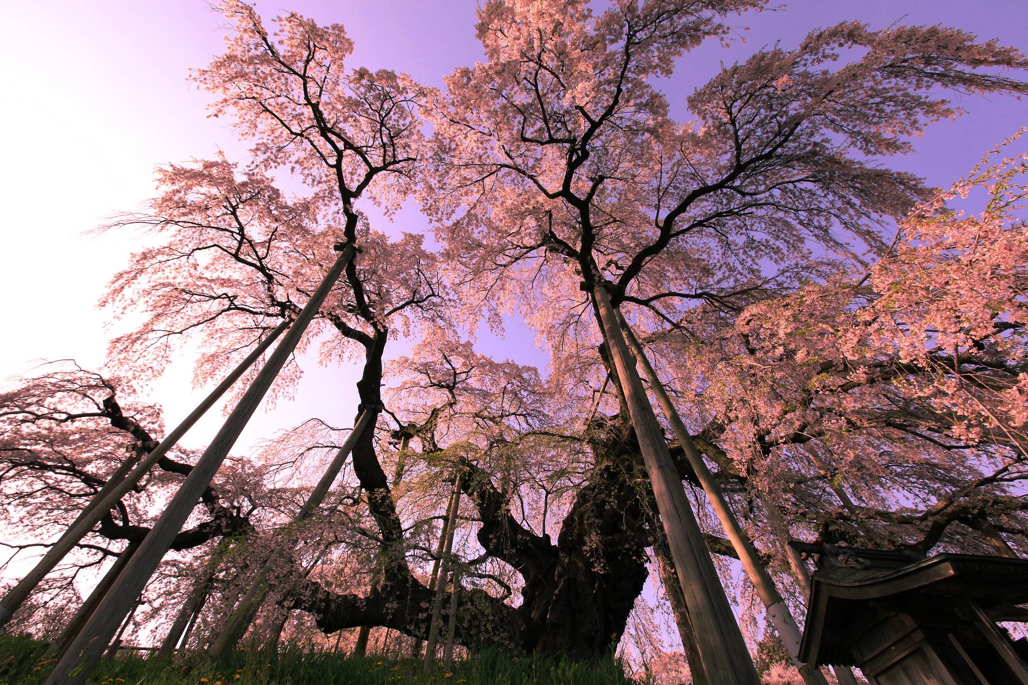 Under a 1000 year old weeping cherry blossom tree in Japan - Imgur
