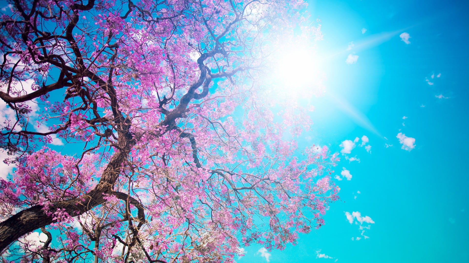 Cherry Blossom tree in sunny weather HD wallpaper | Wallpaper Flare