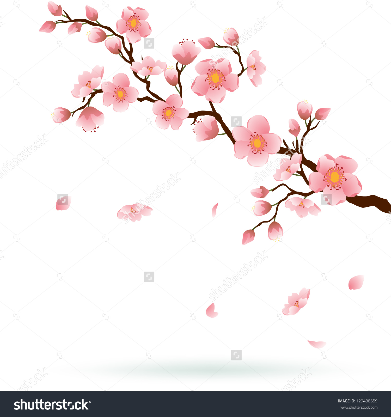 Cherry Blossom Branch Drawing at GetDrawings.com | Free for personal ...