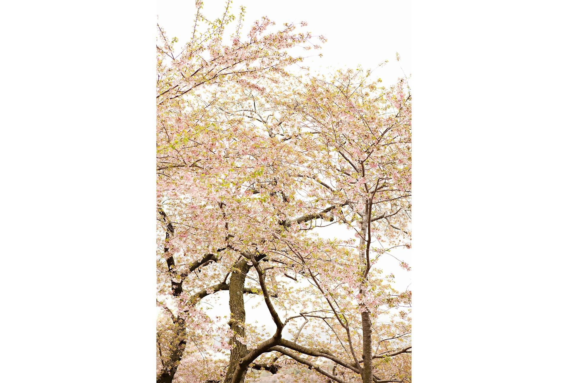 Picture-24X36 Cherry Blossom Tree By Karyn Millet | Living Spaces