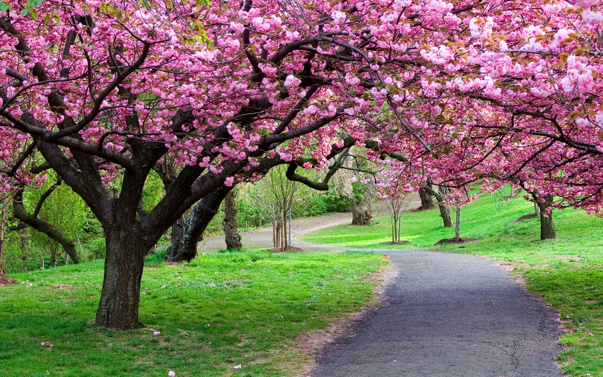 Pathway surrounded by green grasses and cherry blossom trees HD ...