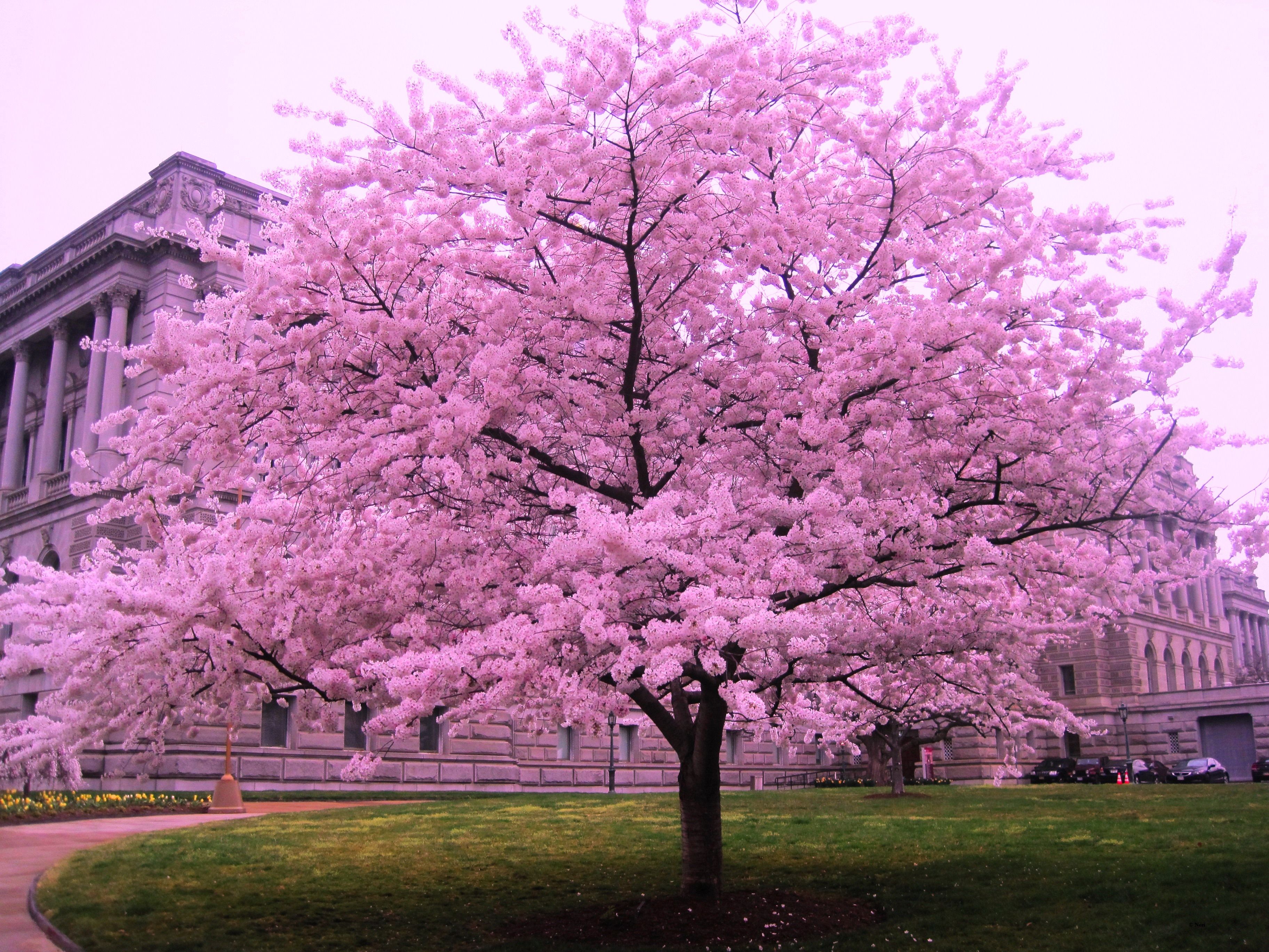 Cherry Blossom Tree in DC :) | Cherry Blossom Trees | Pinterest ...