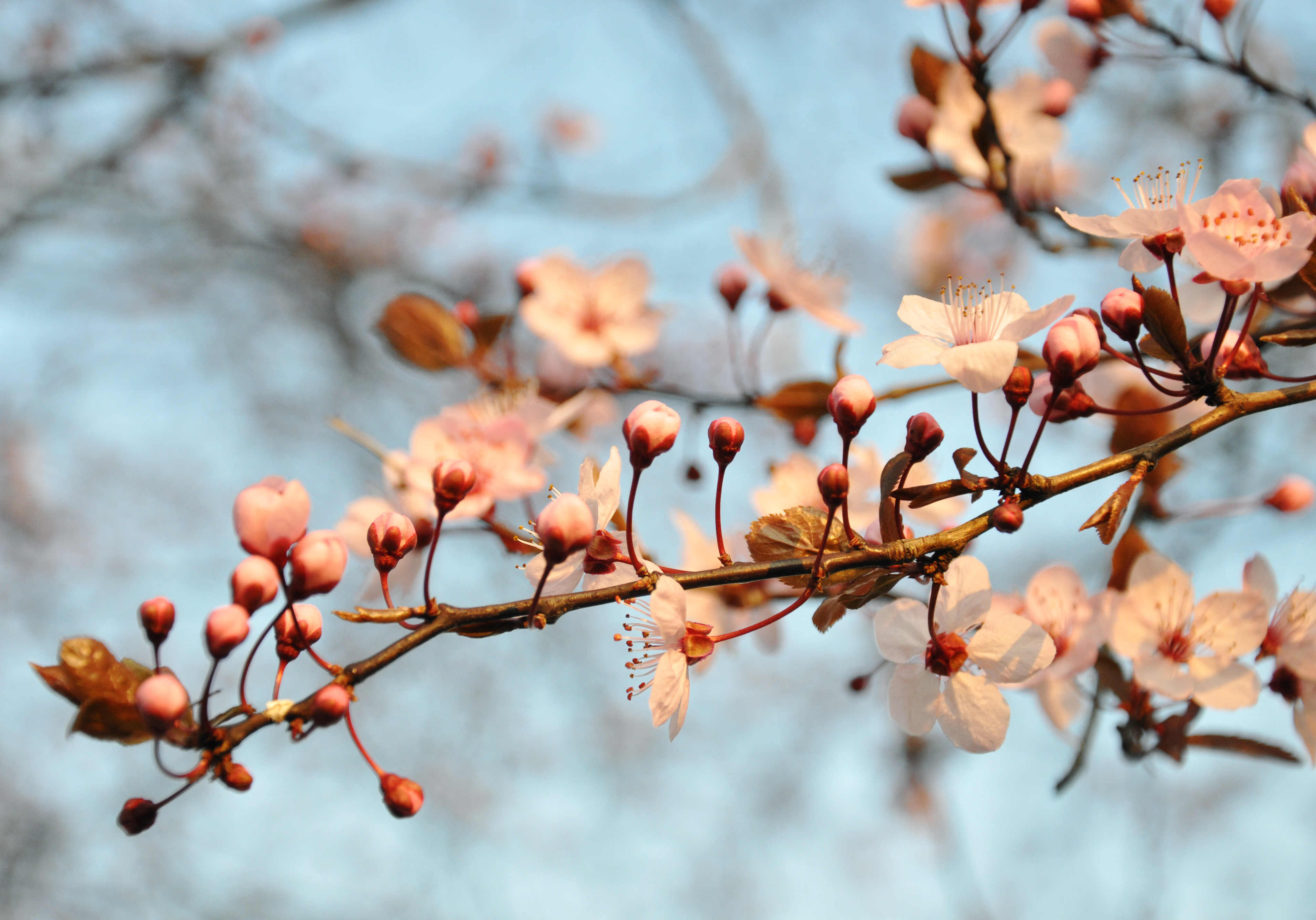 Free photo: Cherry Blossom - Blooming, Blossom, Cherry - Free Download ...