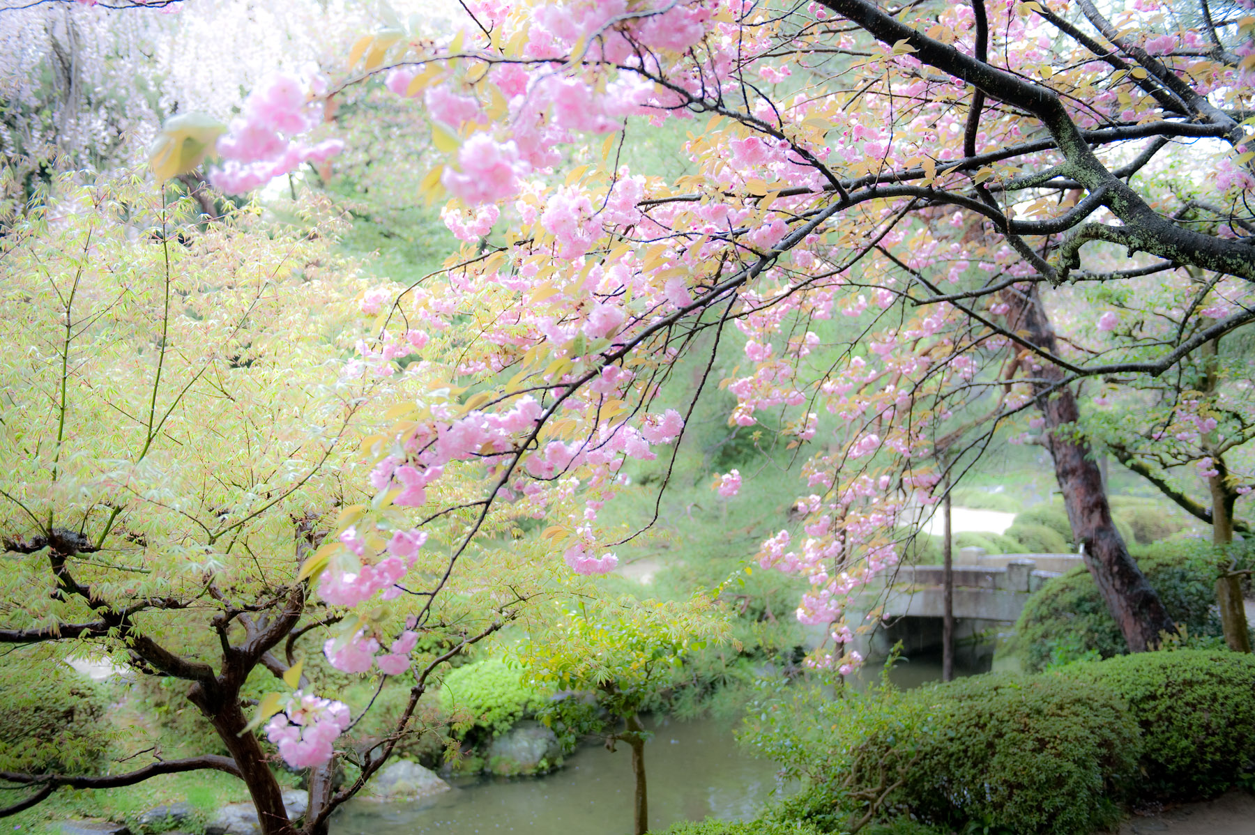Jeffrey Friedl's Blog » Cherry Blossoms in the Rain at the Heian ...