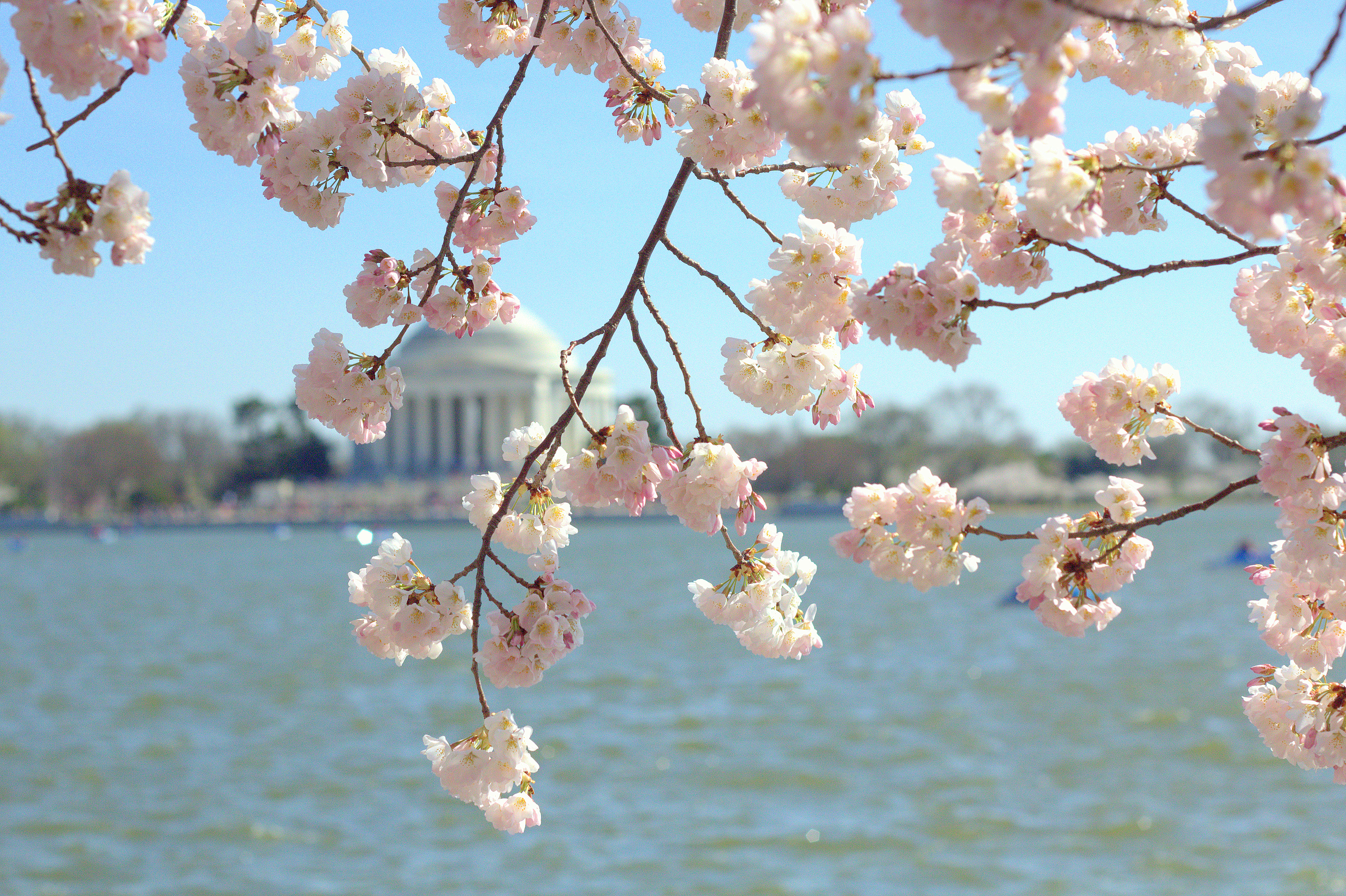 Favorites - Washington, D.C. Cherry Blossoms | Rachel E.H. Photography