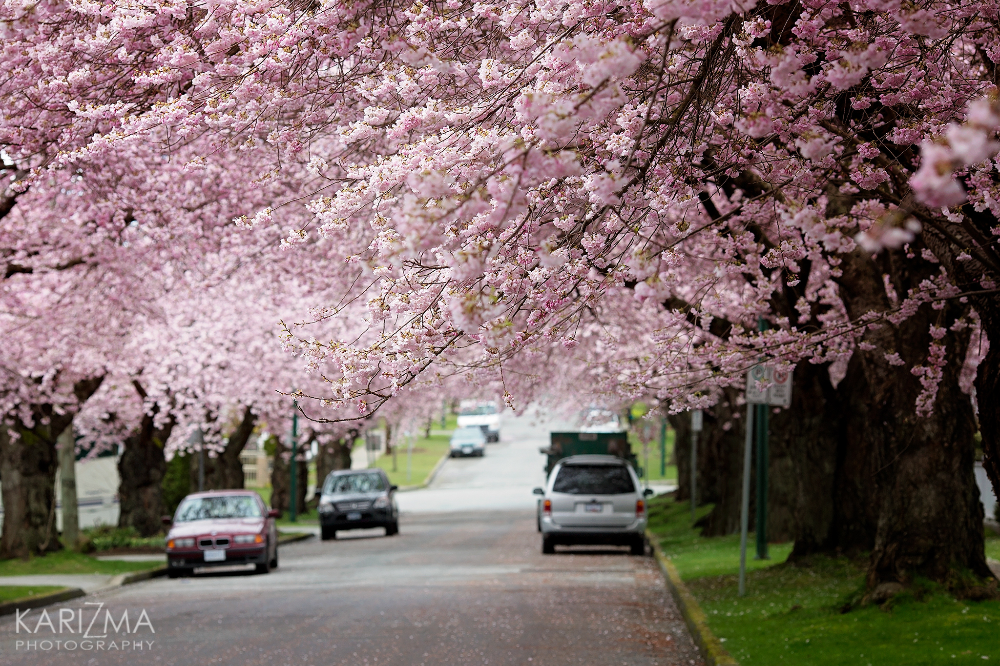 Vancouver Cherry Blossom | Wedding Photography Vancouver