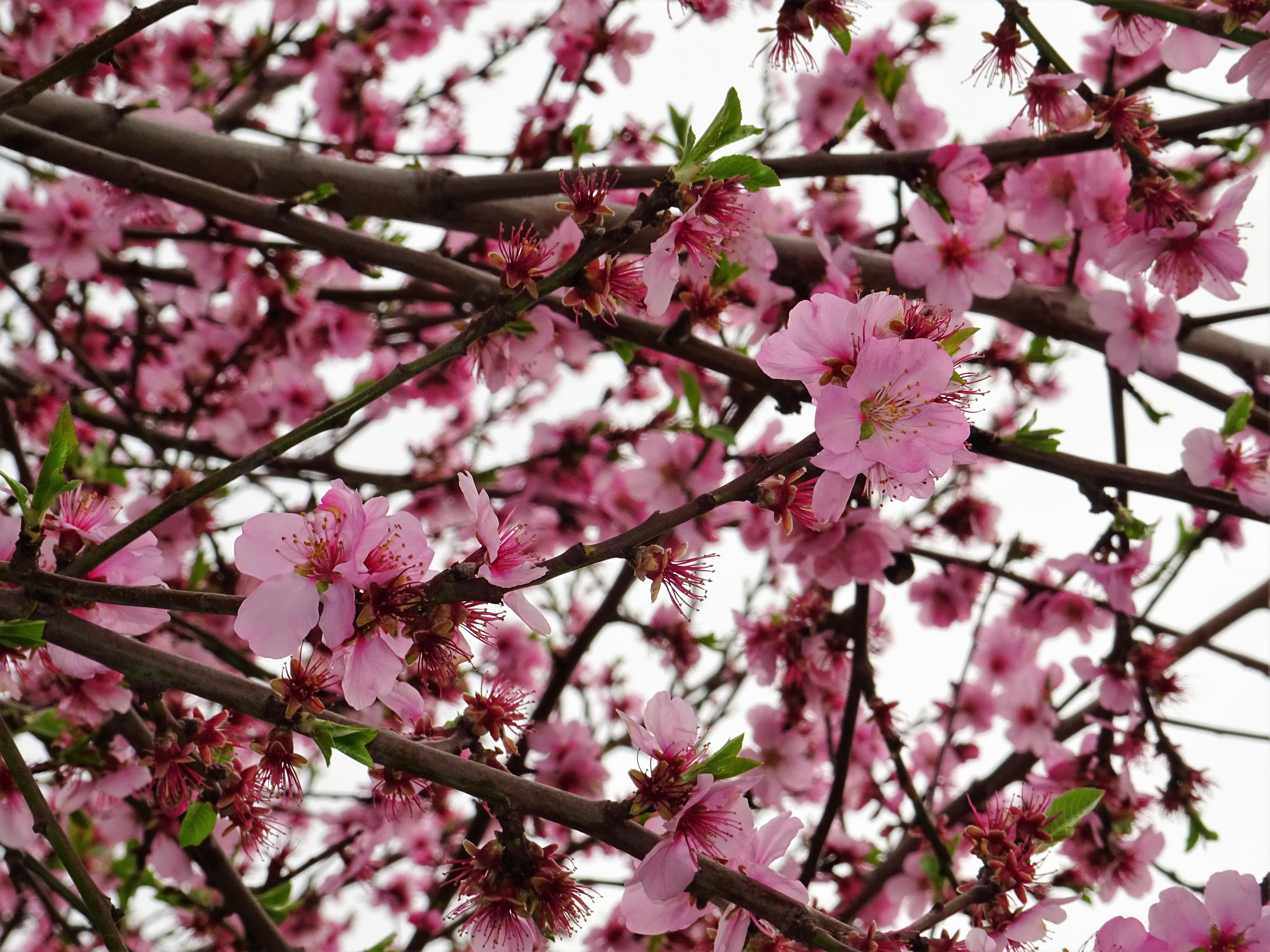 Cherry blossoms photo