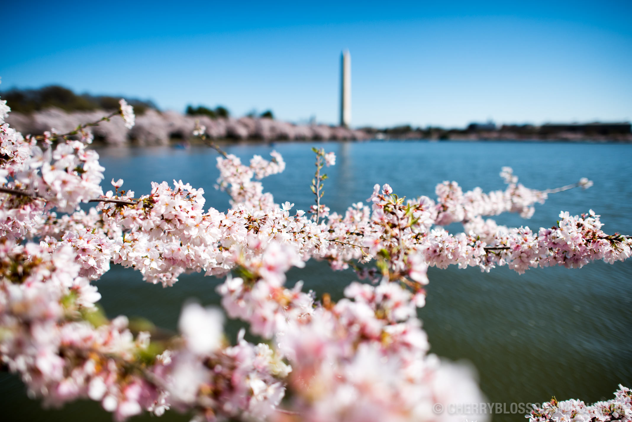 2018 Washington DC Cherry Blossom Peak Bloom Forecasts